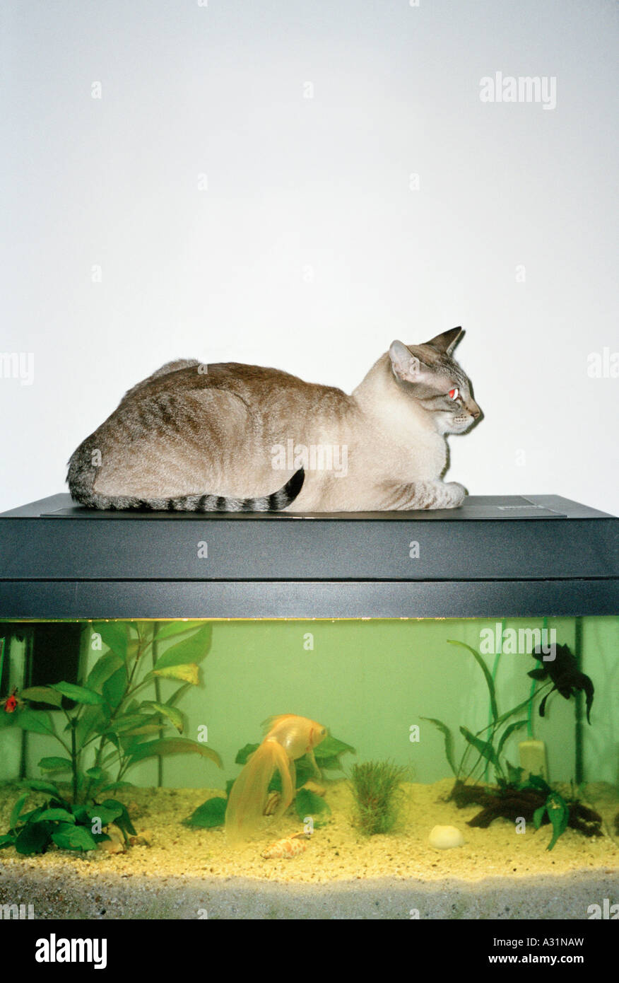 Chat assis sur le dessus du réservoir de poissons Banque D'Images