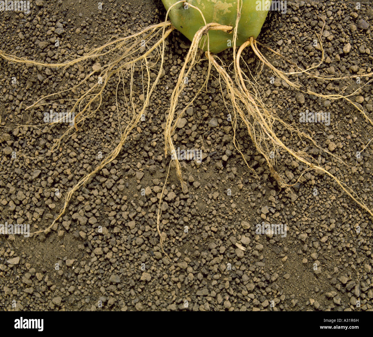 Le figuier de Barbarie (Opuntia humifusa) montrant les racines peu profondes diffus Banque D'Images