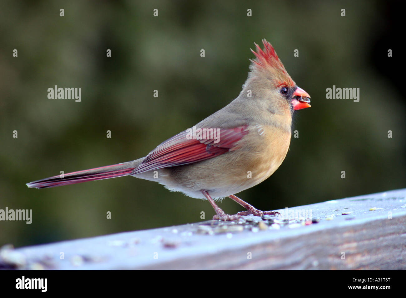 Cardinal rouge femelle avec des semences dans la bouche Banque D'Images