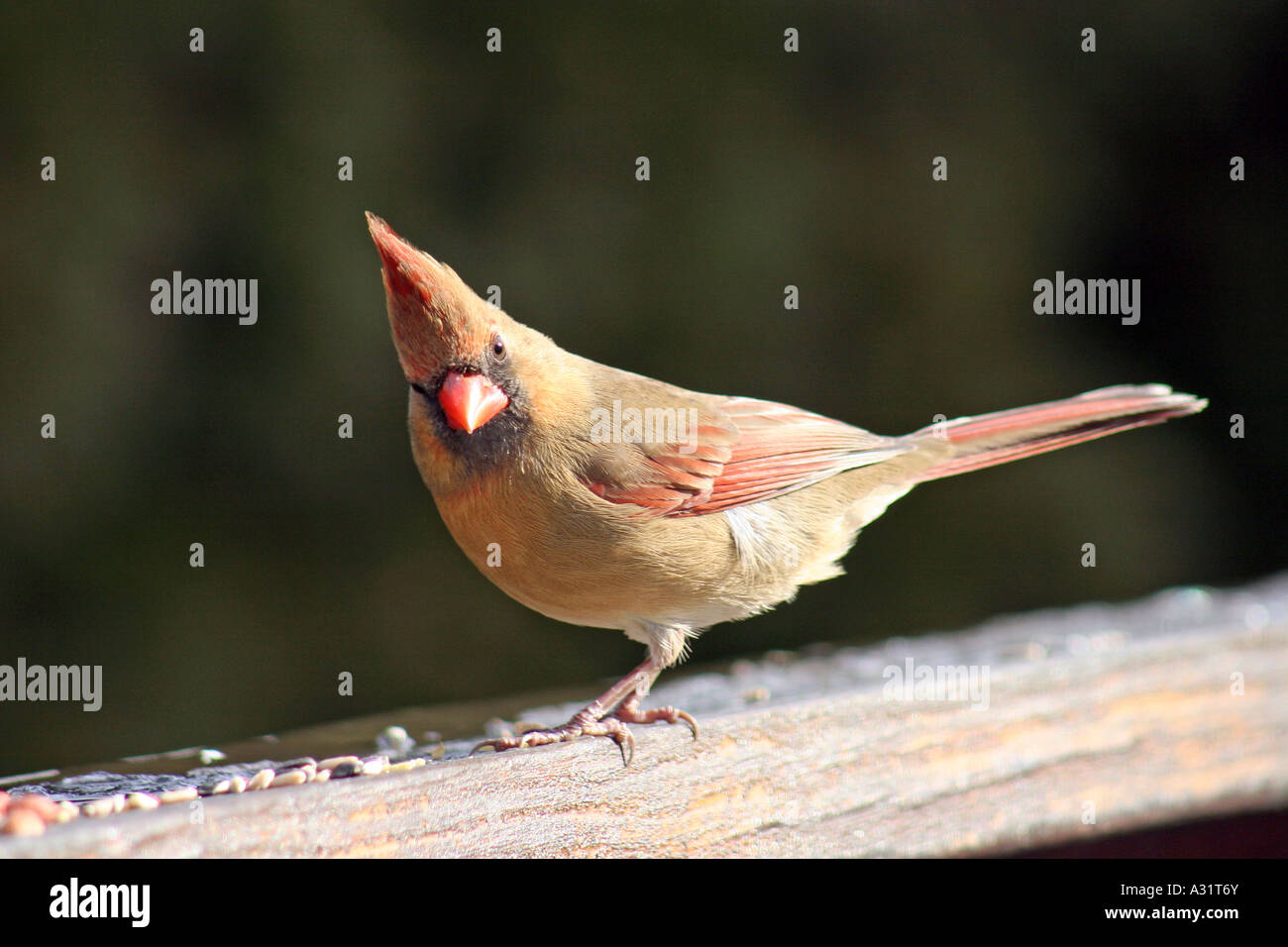 Cardinal rouge femme sur main courante sur le côté gauche de profil Banque D'Images