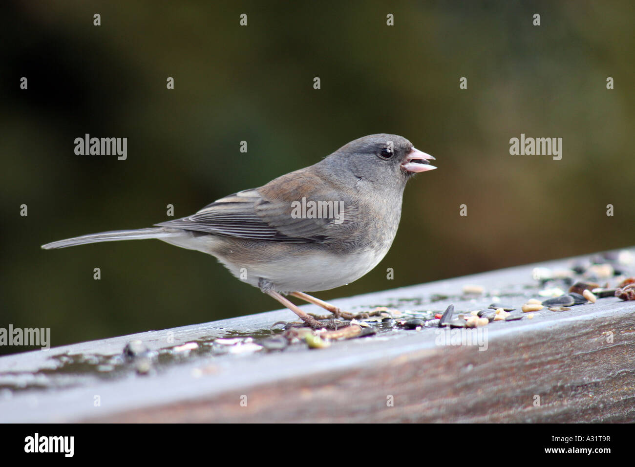Dark-eyed Junco femme sur le pont garde-fous dans le profil Banque D'Images