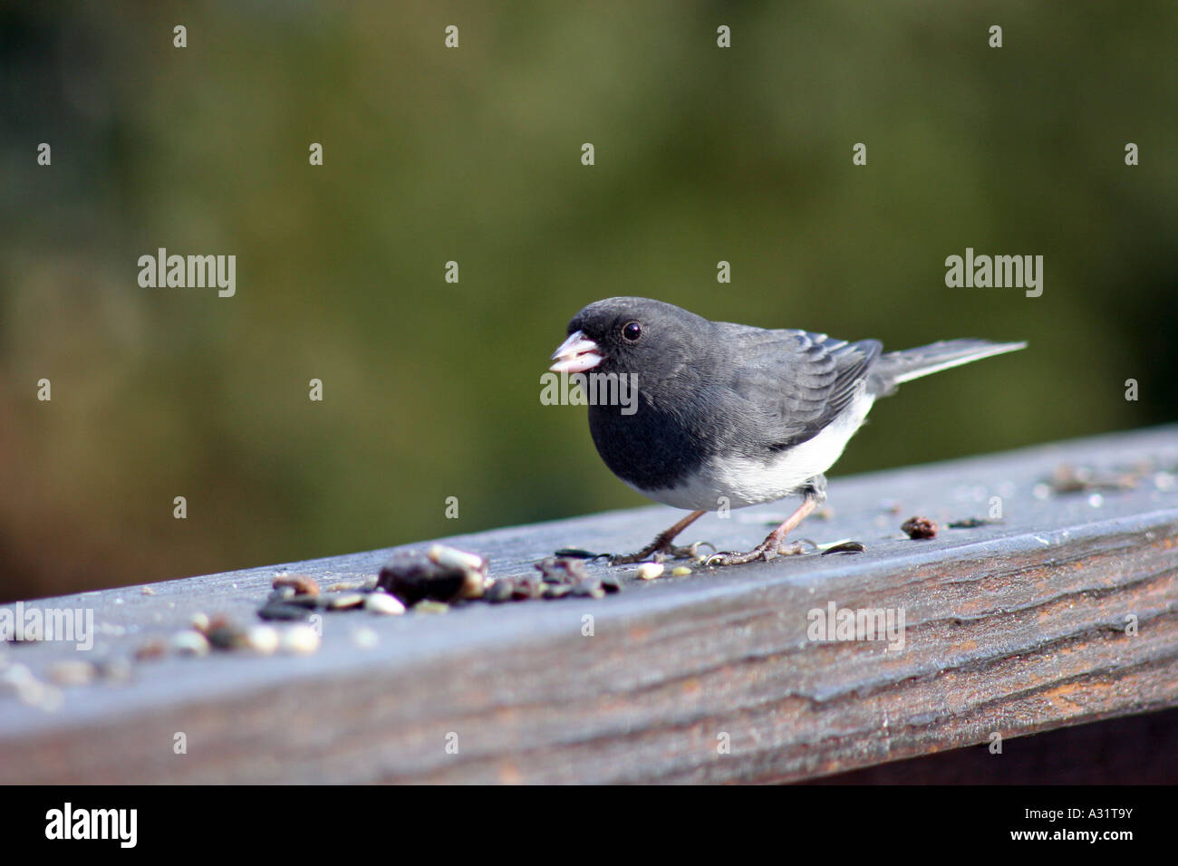 Dark-eyed Junco homme sur le pont garde-fous à la recherche de profil gauche Banque D'Images