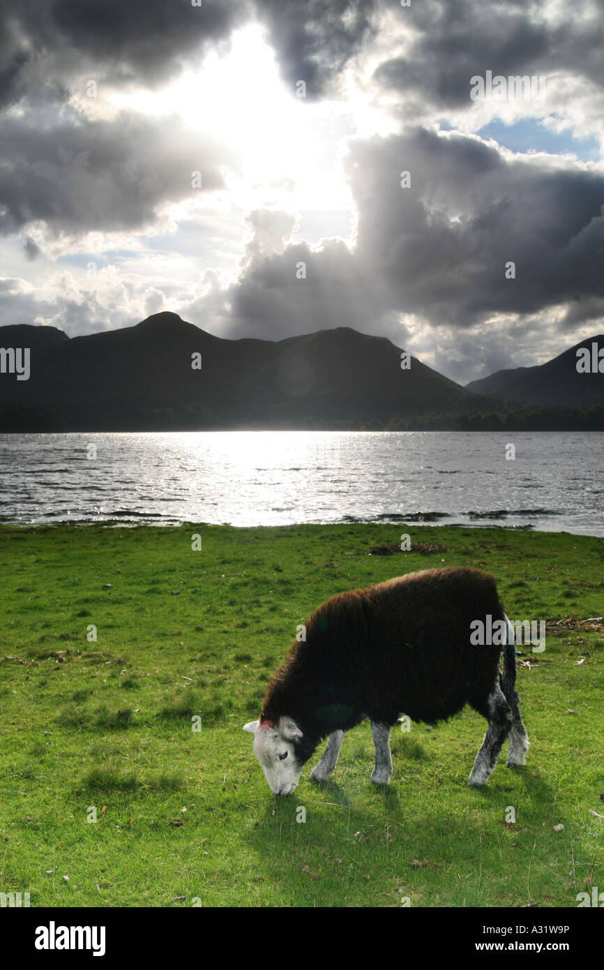 Un pâturage de moutons herdwick par Derwent Water Banque D'Images