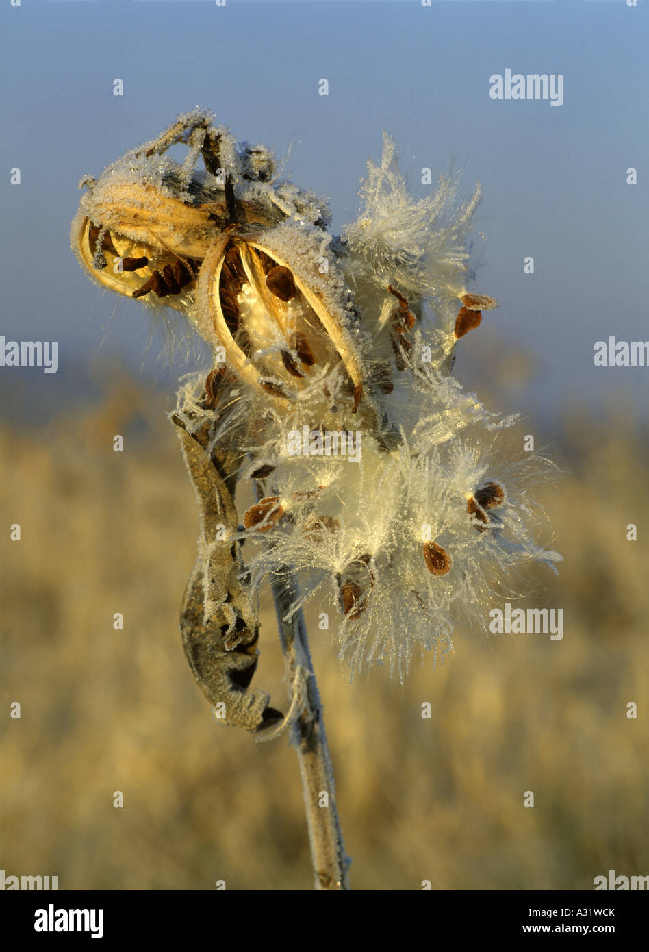 La dispersion de l'Asclépiade commune (Asclepias syriaca) Banque D'Images