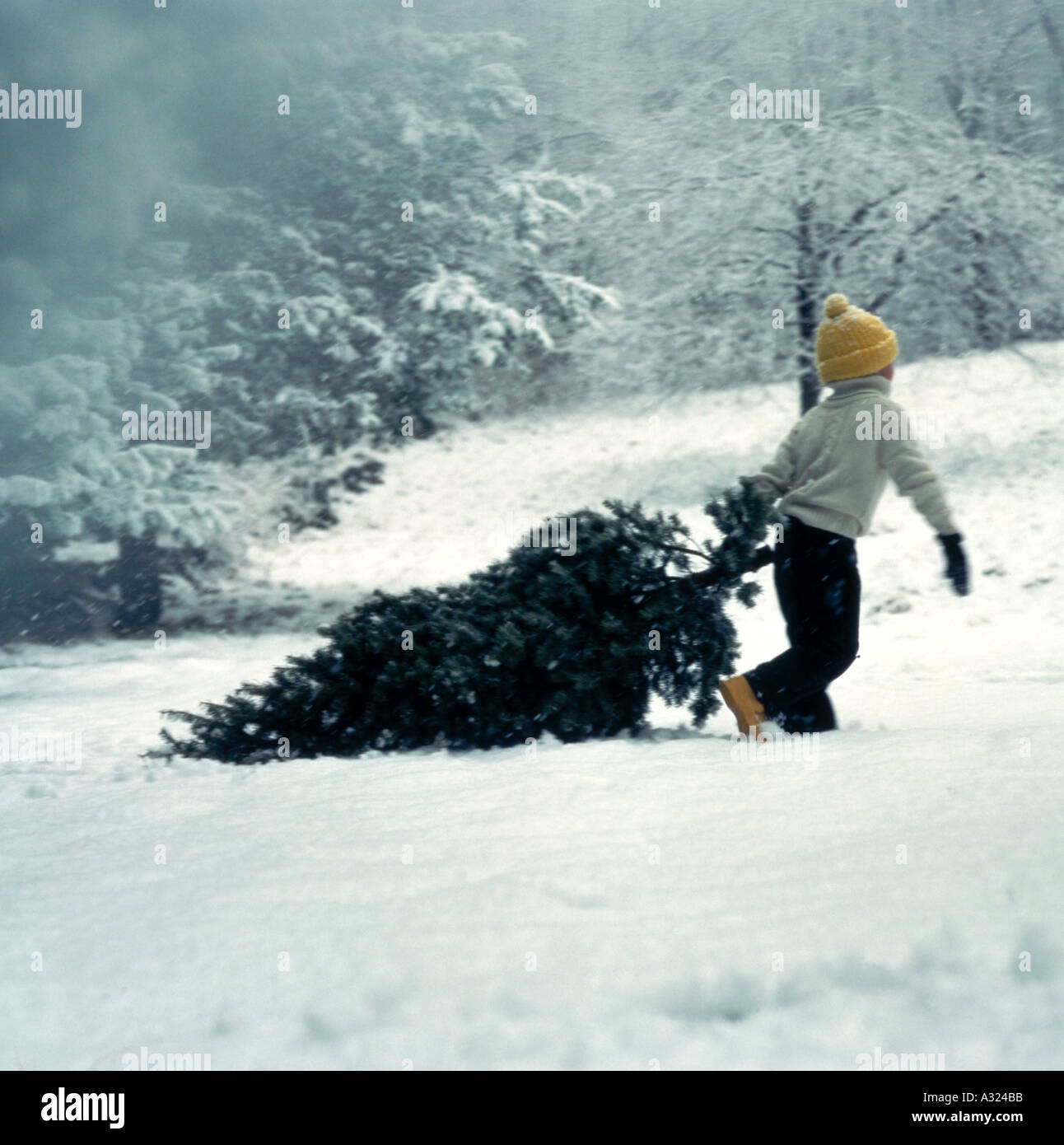 En faisant glisser l'enfant de l'arbre de Noël fraîchement coupé dans la neige couverts woods Banque D'Images