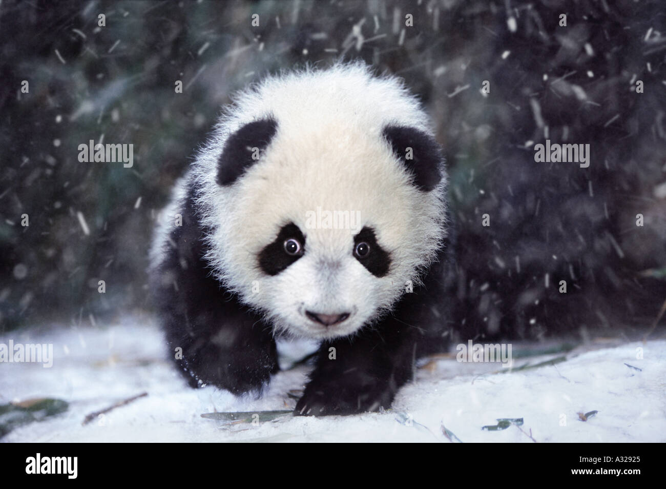 Bebes Panda Banque D Image Et Photos Alamy