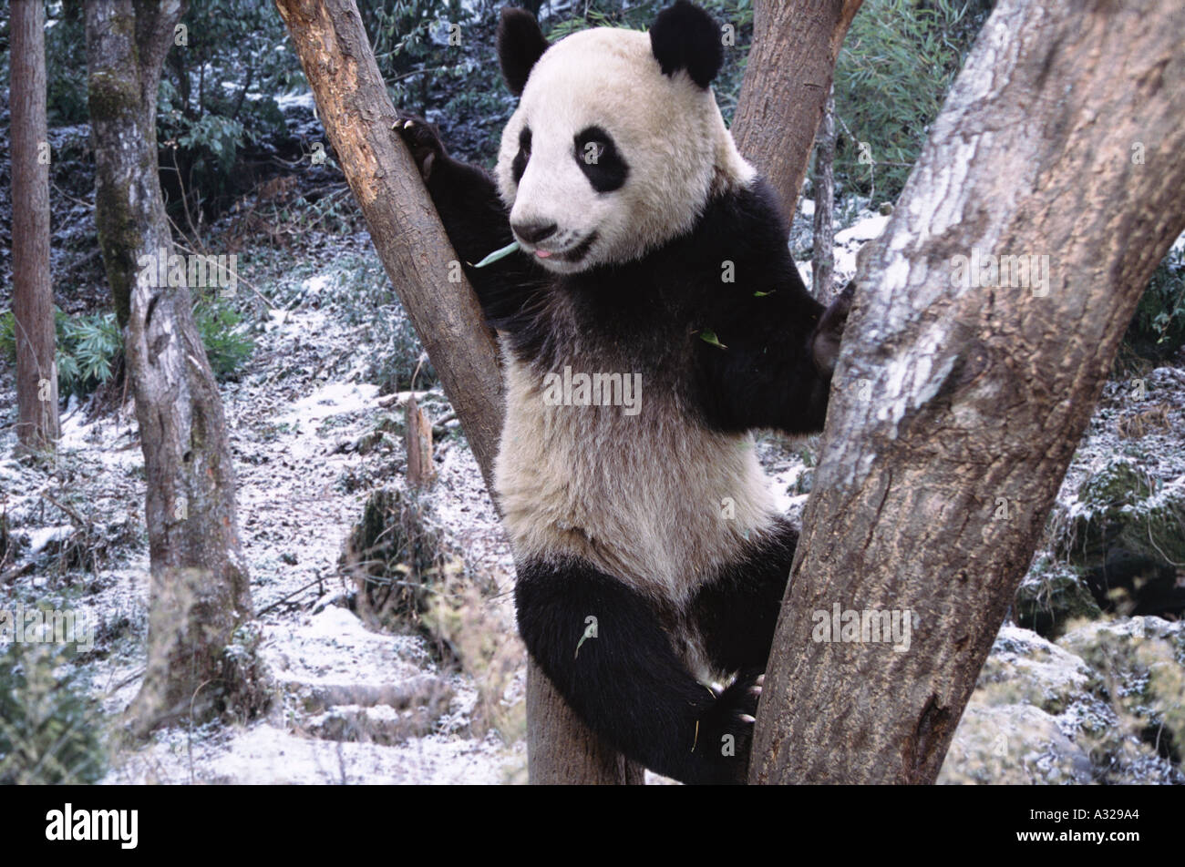 Panda Géant dans un arbre Sichuan Chine Banque D'Images