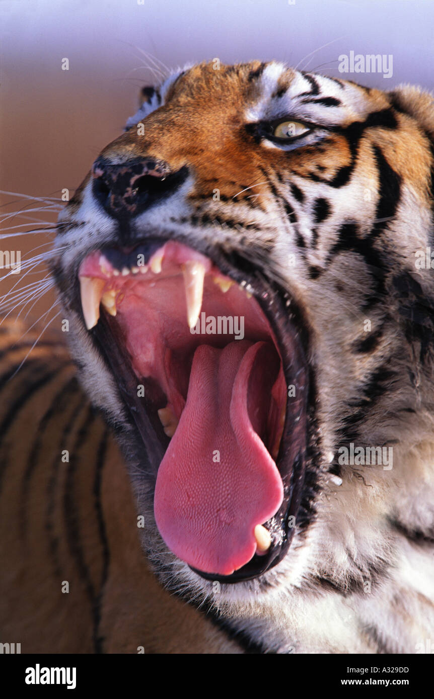 Tigre de Sibérie Chine Banque D'Images