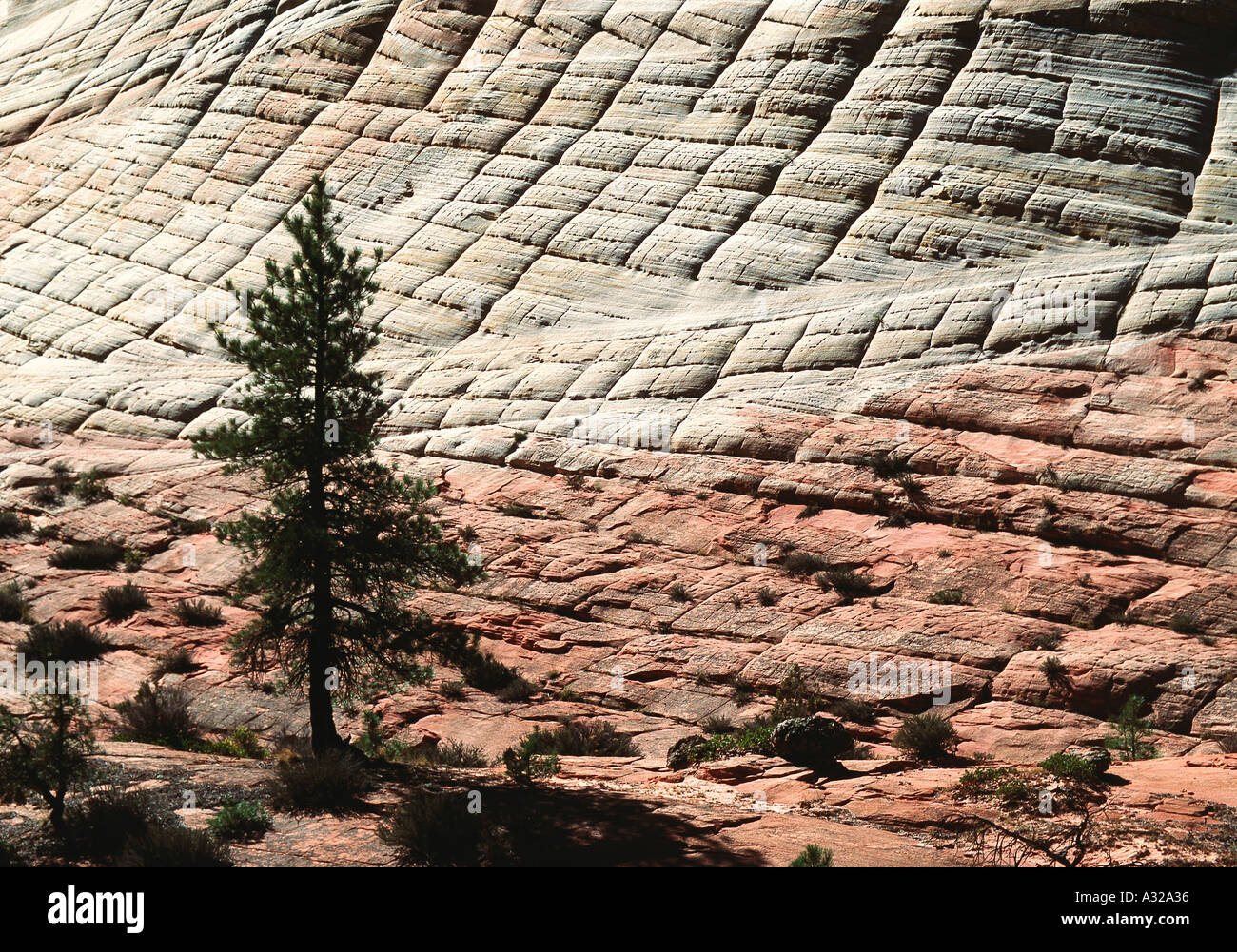 Damier Mesa, Checker Board Mesa, parc national de Zion, Utah, États-Unis d'Amérique Banque D'Images