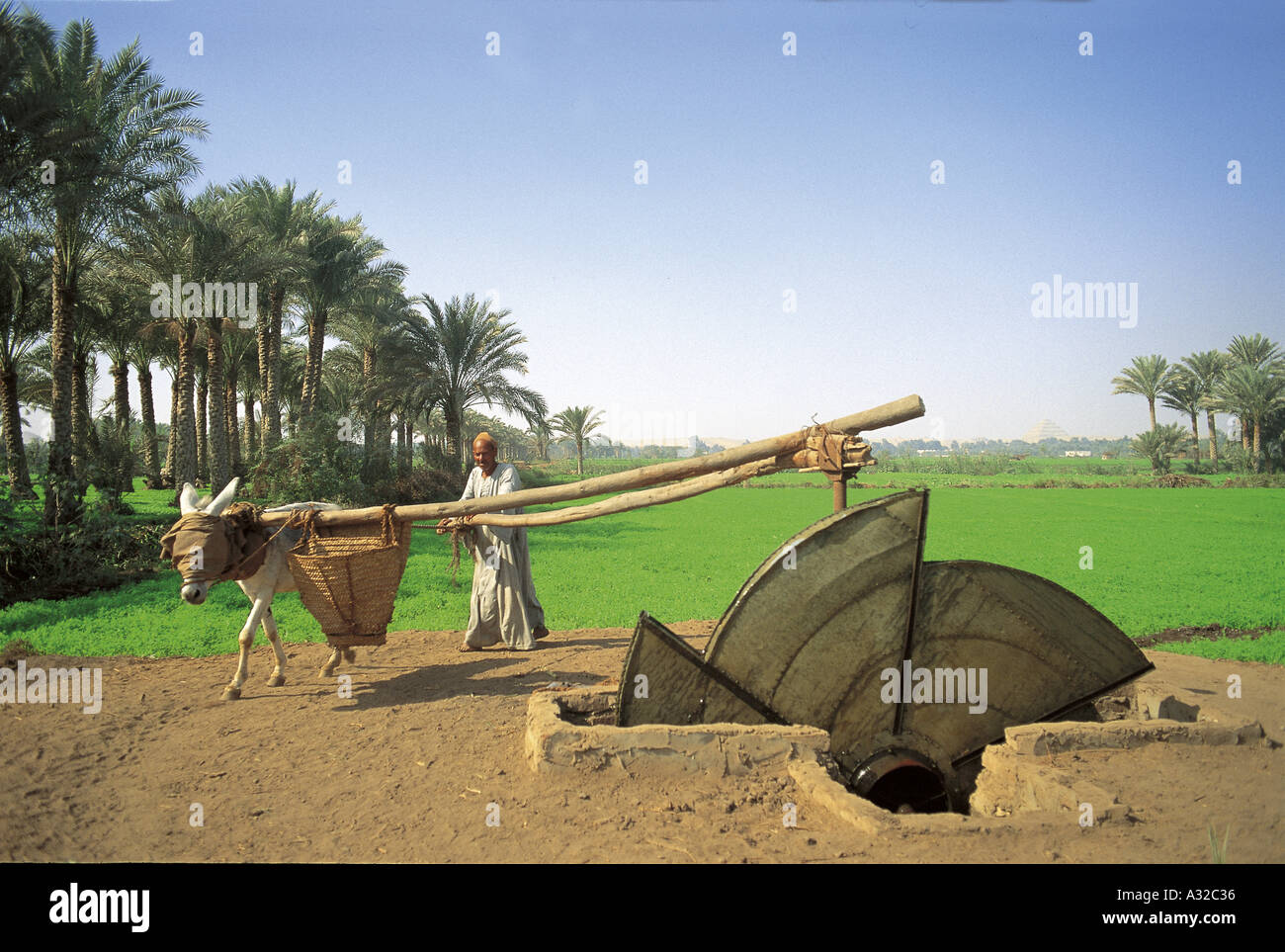Oasis de Fayoum avec un âne à pli aveugle dessinant bien l'eau pour l'irrigation, Égypte Banque D'Images