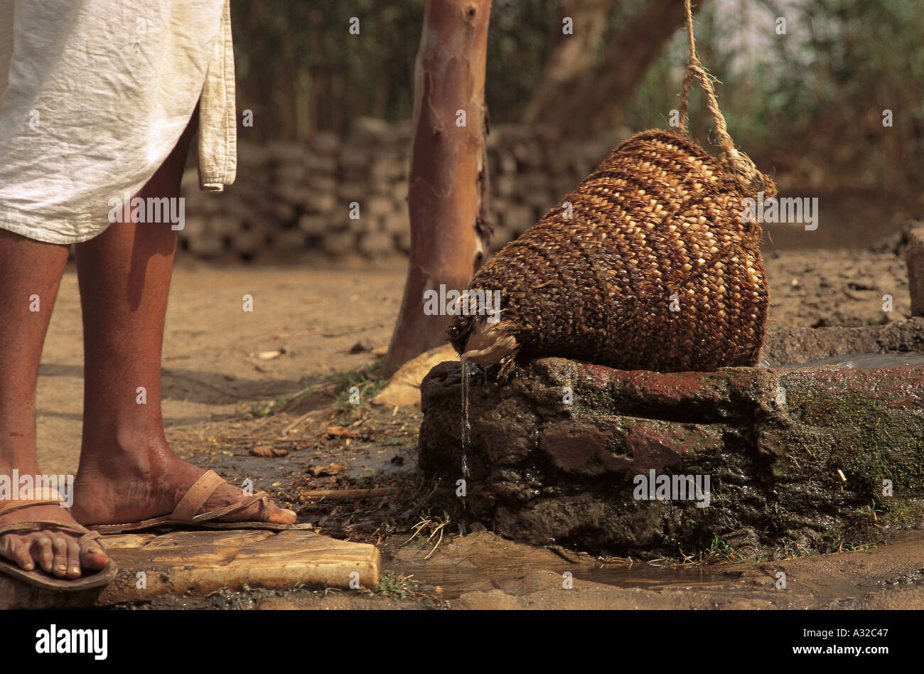 Irrigation traditionnelle utilisant un shadof ou un seau tissé datant de l'époque pharaonique, Egypte Banque D'Images