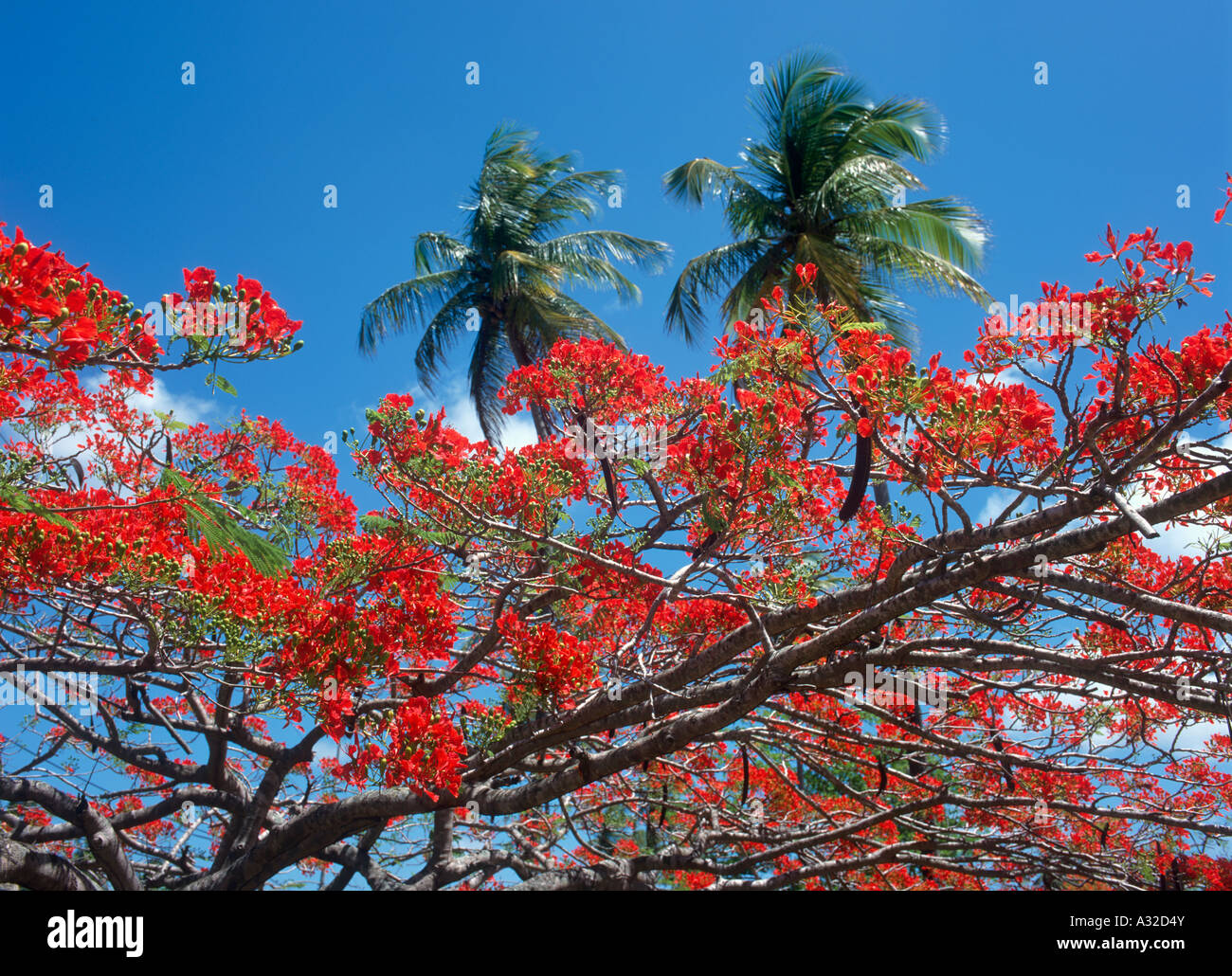 Flame Tree (Royal Poinciana), Tobago, Trinité-et-Tobago, dans les Antilles, Caraïbes Banque D'Images