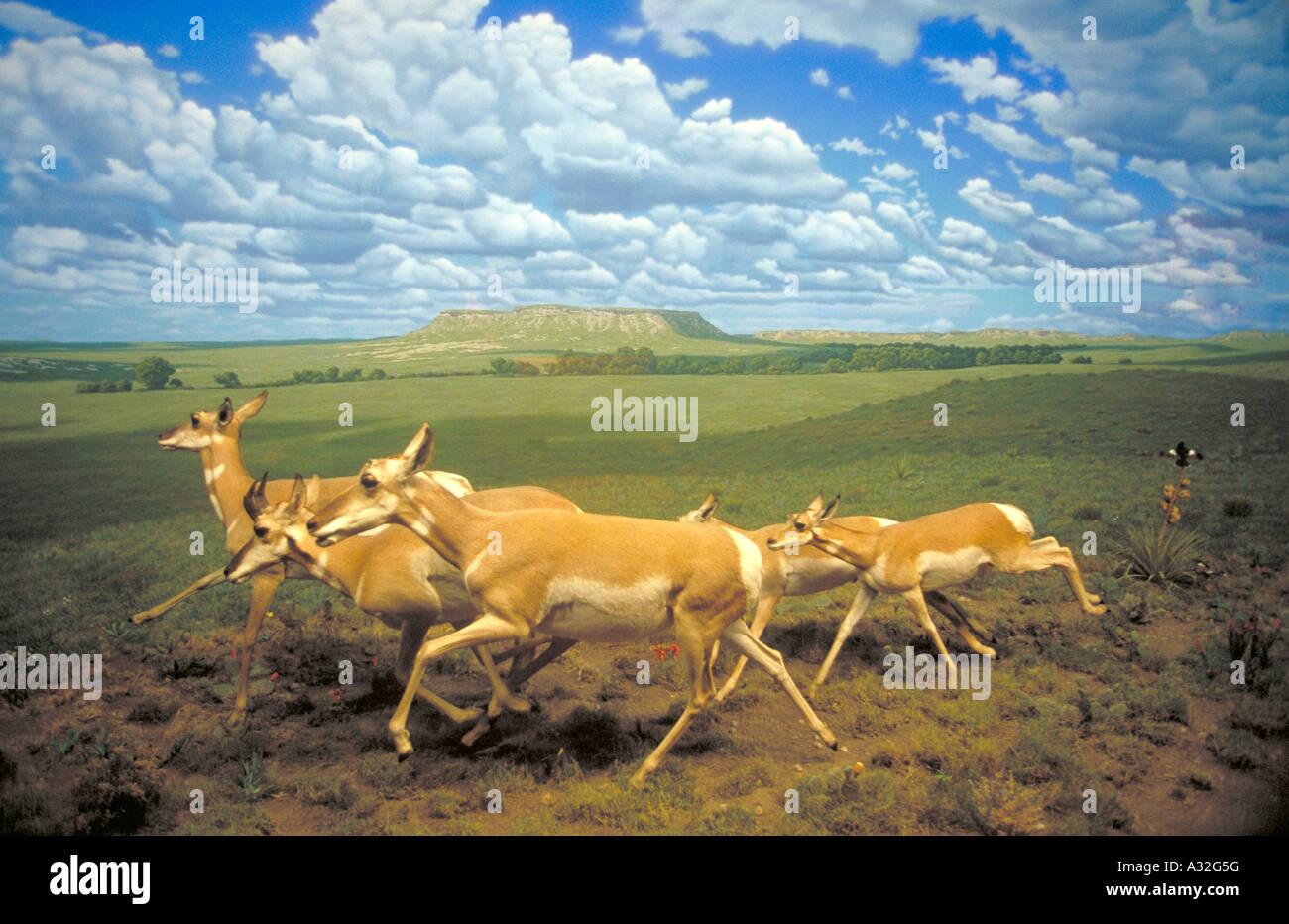 Elk267 1967 Colorado Denver Museum d'histoire naturelle de l'antilocapre diorama Banque D'Images