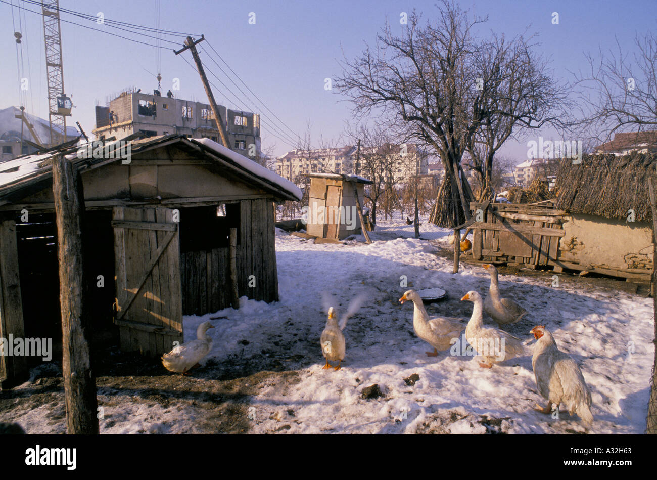La Roumanie après la révolution c'était snagov ceausescu s week-end de retraite village le premier à être systématisée la moitié du village avait été démoli pour être remplacé par des blocs de béton de 4 étages, cependant, ces nouveaux bâtiments n'ont pas l'eau courante ne peut être chauffée par des poêles à bois poules oies debout dans la neige à côté de hutch dans backgarden 1990 Banque D'Images