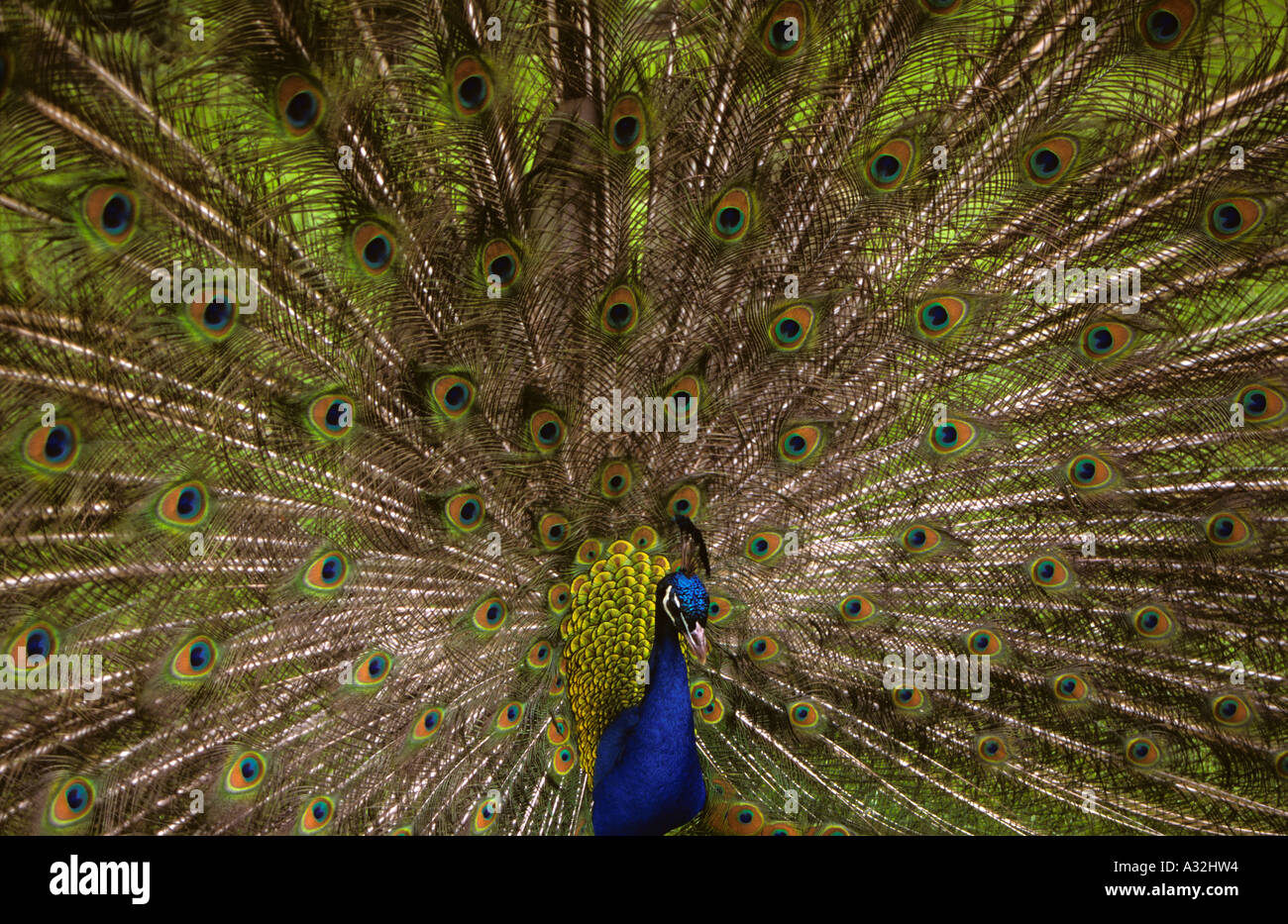 Gros plan de Male Peacock latin pavo cristatus Banque D'Images