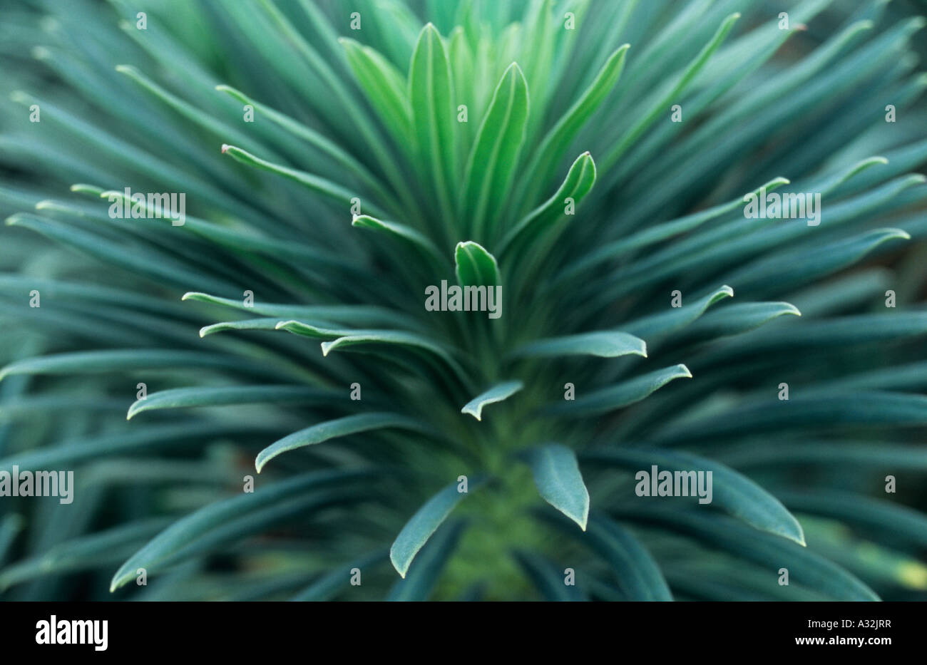 Close up en chef de clustered hermétiquement de l'aiguille, comme les feuilles d'un vert bleuté de la plante vivace ou Euphorbia characias Euphorbe Banque D'Images