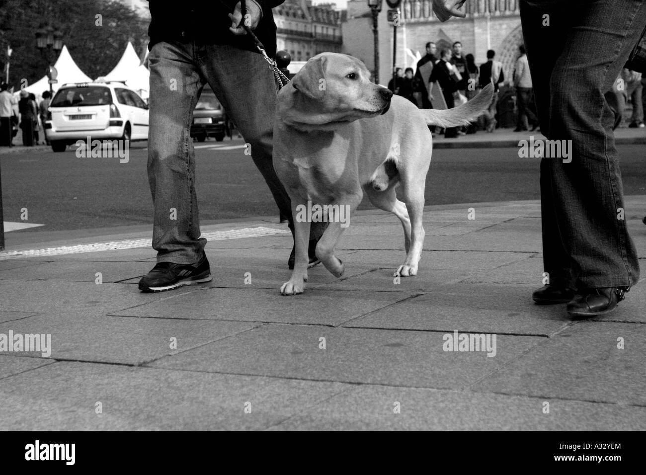 Promenade de chien, Paris, France Banque D'Images