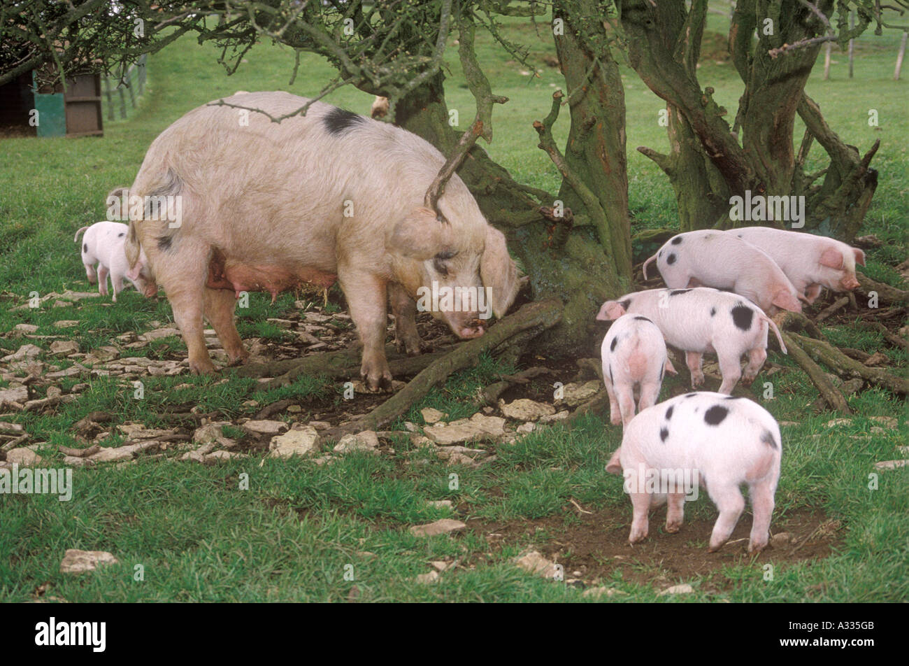 Gloucester vieux Spot les porcs à Cotswold Farm Park, Guiting Power, Gloucestershire Banque D'Images