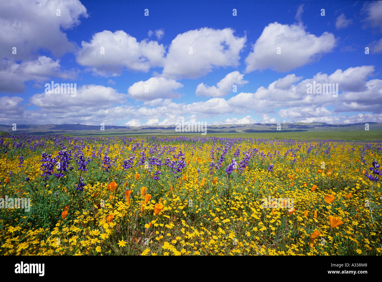 L'intérieur du Monument National après un hiver humide Banque D'Images