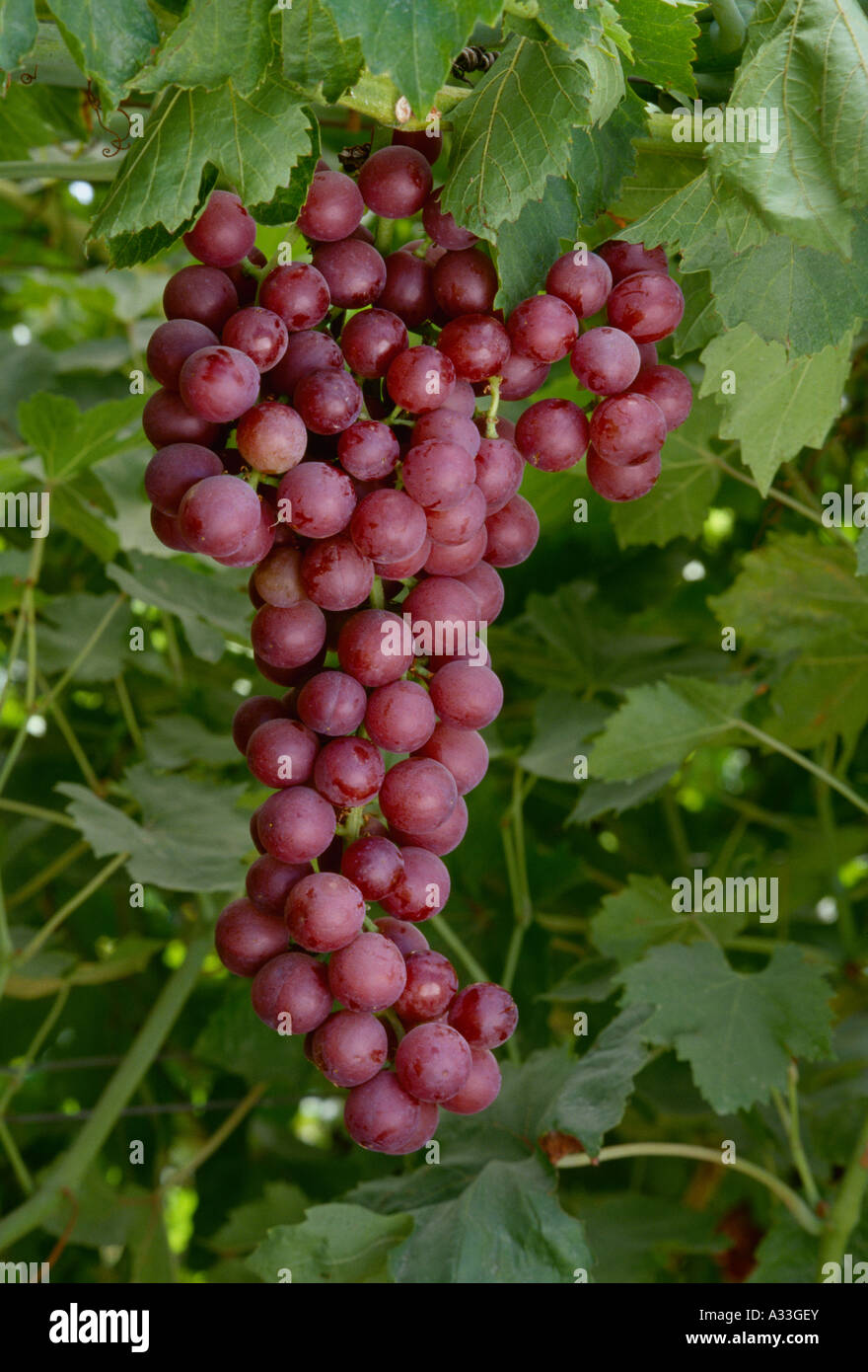 Agriculture Mature grappe de raisin de table sans pépin de flamme sur