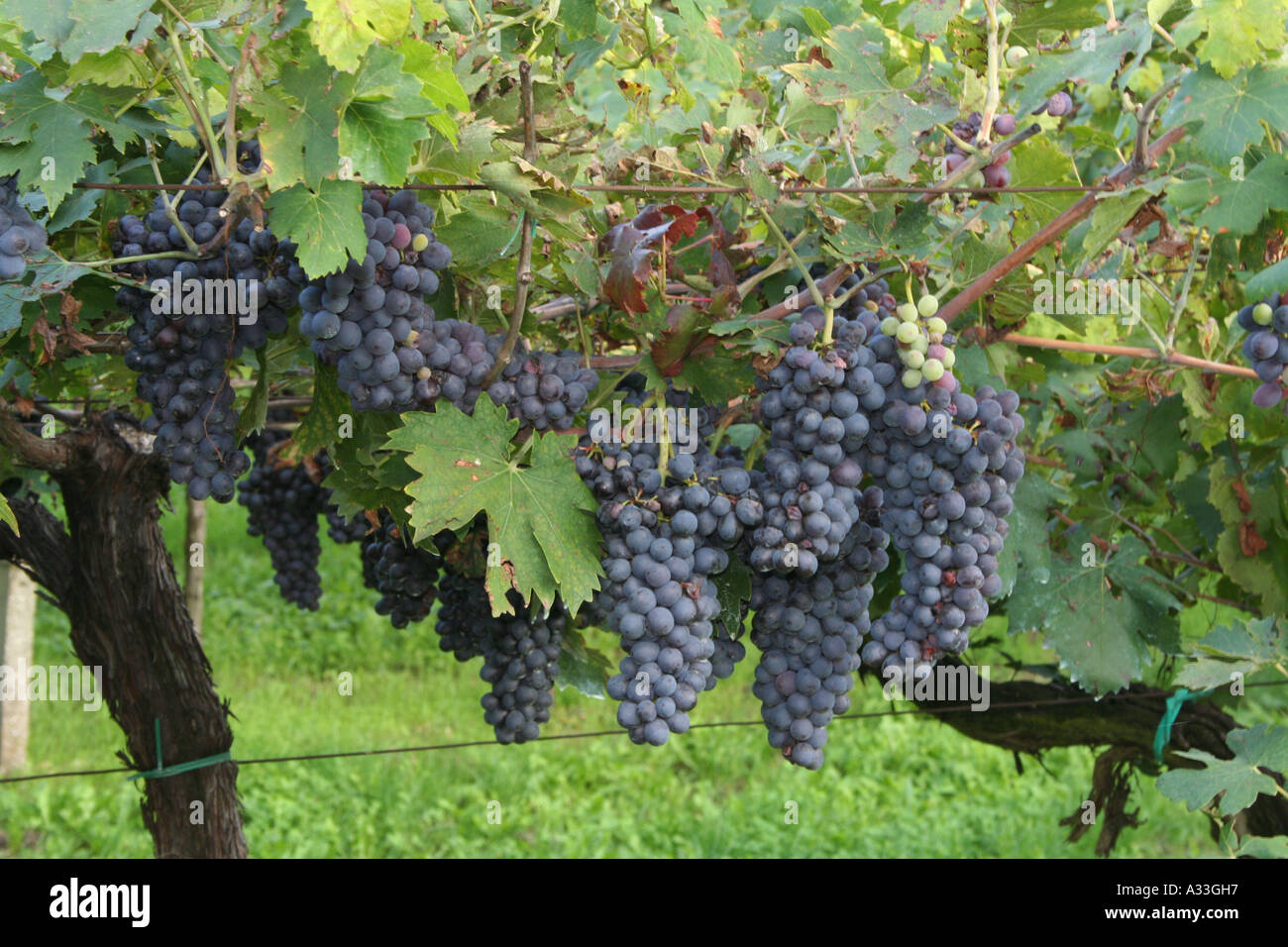 Les raisins pour le vin rouge foncé à maturité dans l'arrière-pays Avesa Vérone, Italie du nord. Banque D'Images
