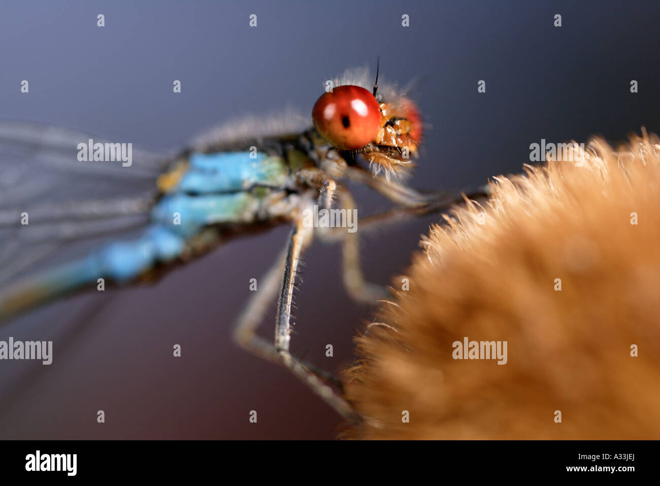 Macro extrême d'un œil rouge libellule posée sur thistle bud Banque D'Images