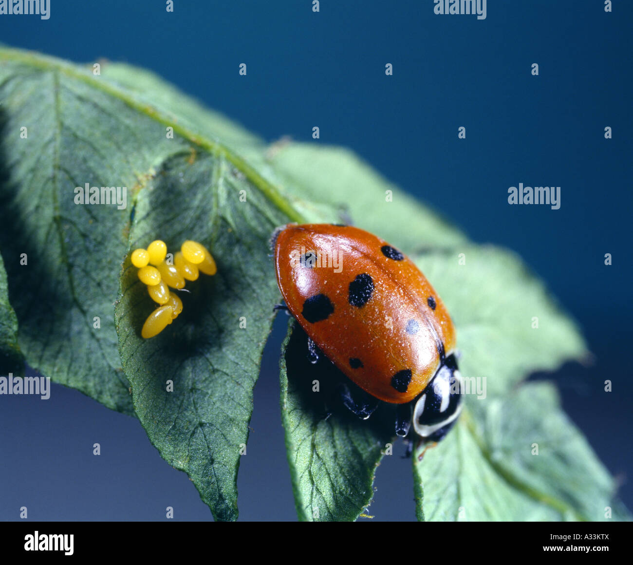 Coccinelle convergente ; LADY BUG ponderosa Dendroctone ; LADY BIRD (Hippodamia convergens) FEMELLE SUR LA PONTE / 4X Banque D'Images