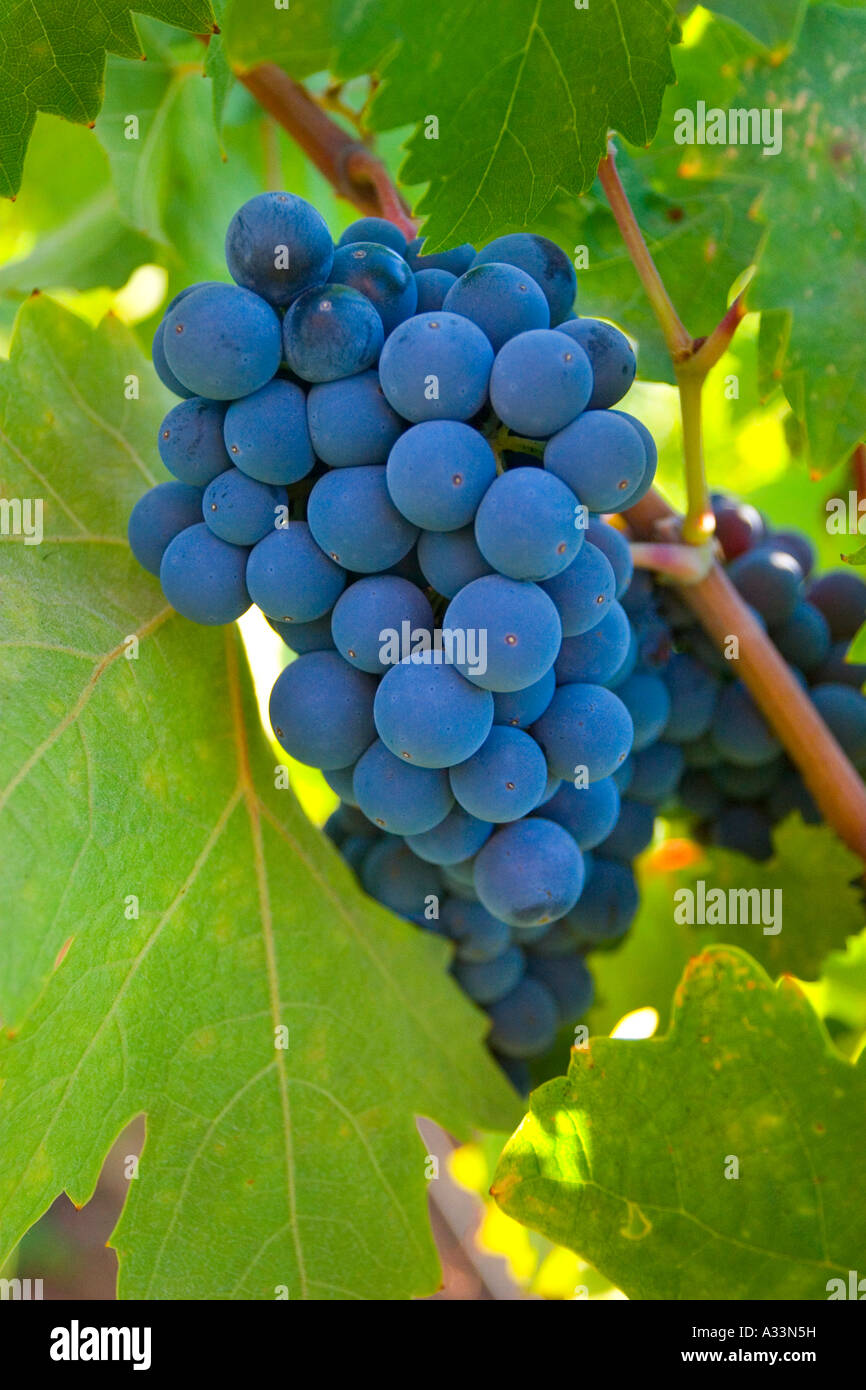 Baies Rouges Sur Vigne Vin rouge les raisins mûrissent sur la vigne dans la vallée de ...