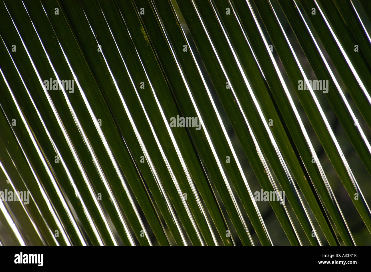 FEUILLES DE COCOTIER Banque D'Images