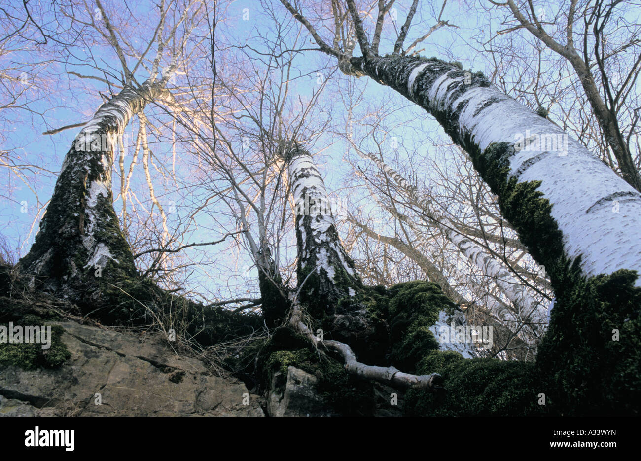 Portrait de l'arbres de bouleau Banque D'Images