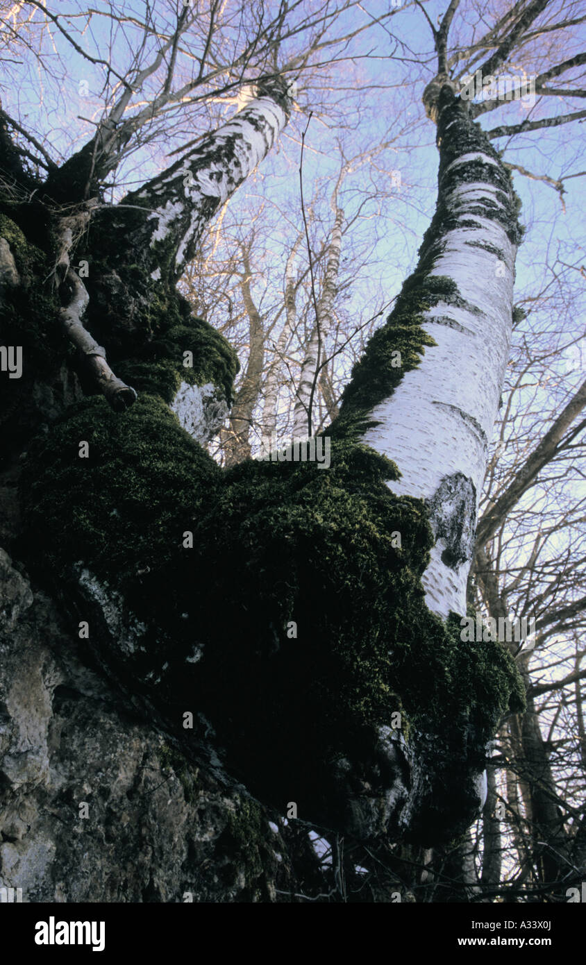 Portrait de l'arbres de bouleau Banque D'Images