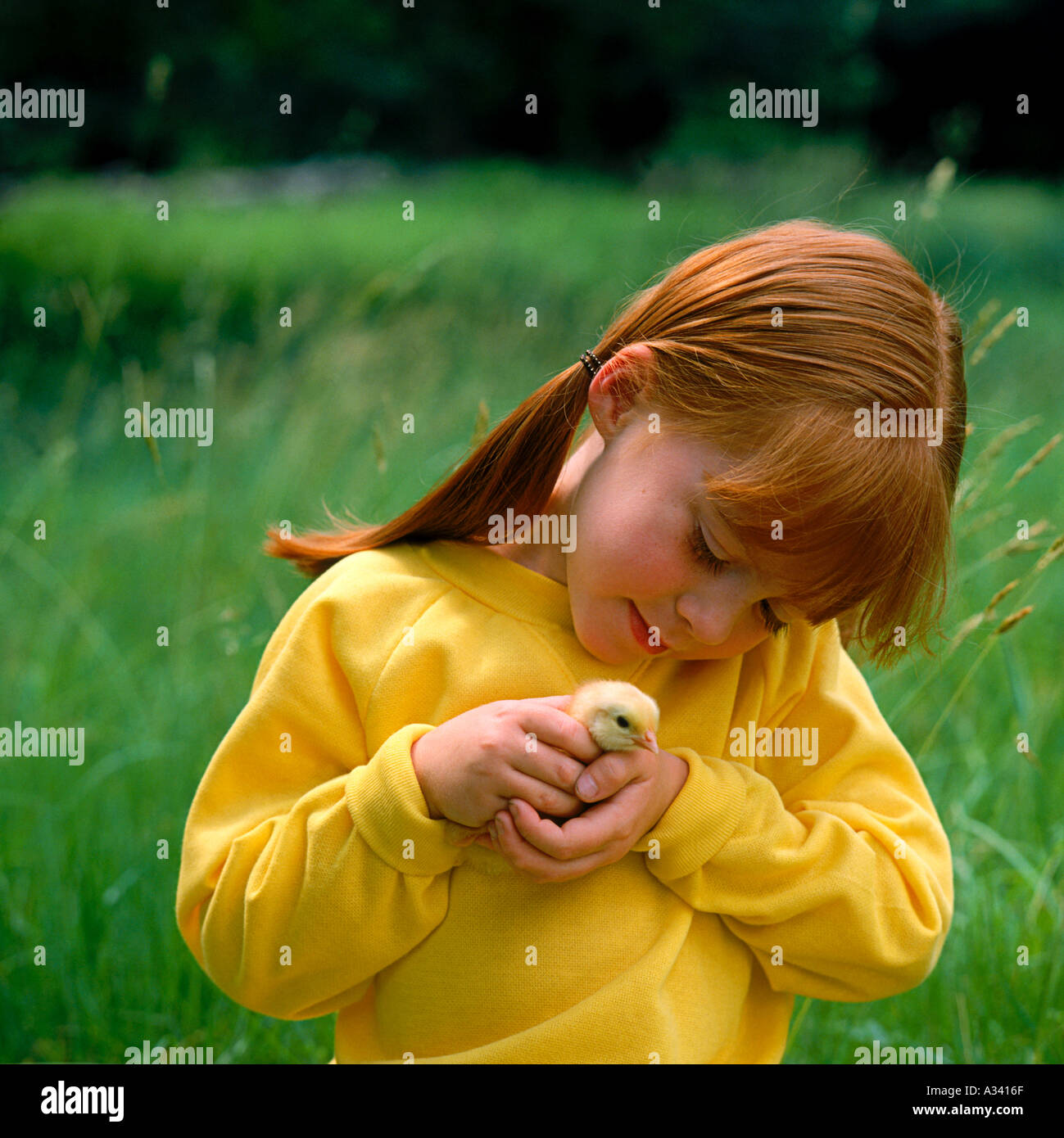 Une jeune fille aux cheveux rouges en amorces une très jeune poussin dans ses mains Banque D'Images