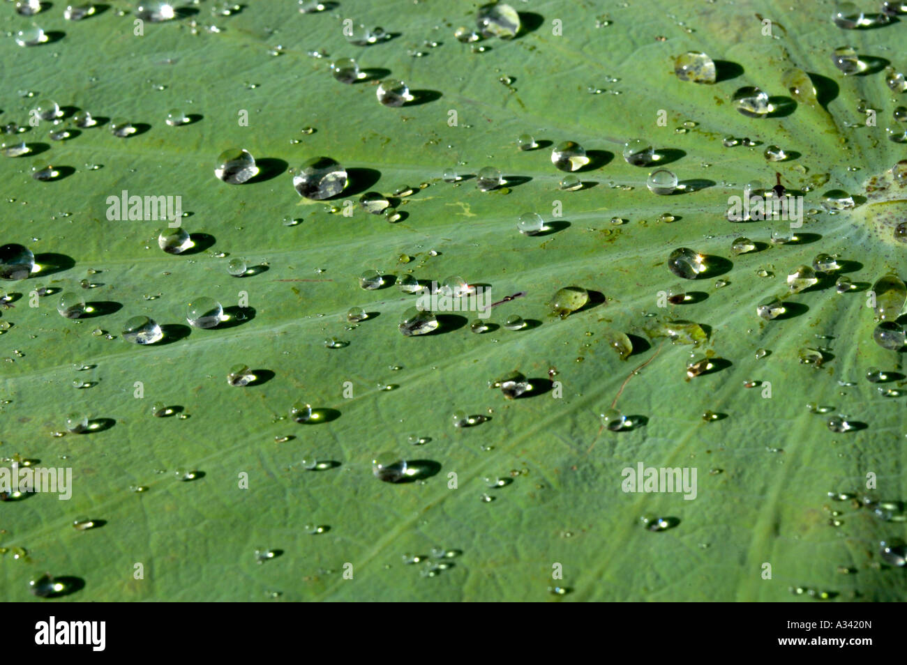 Gouttes D'EAU SUR LEAF Banque D'Images