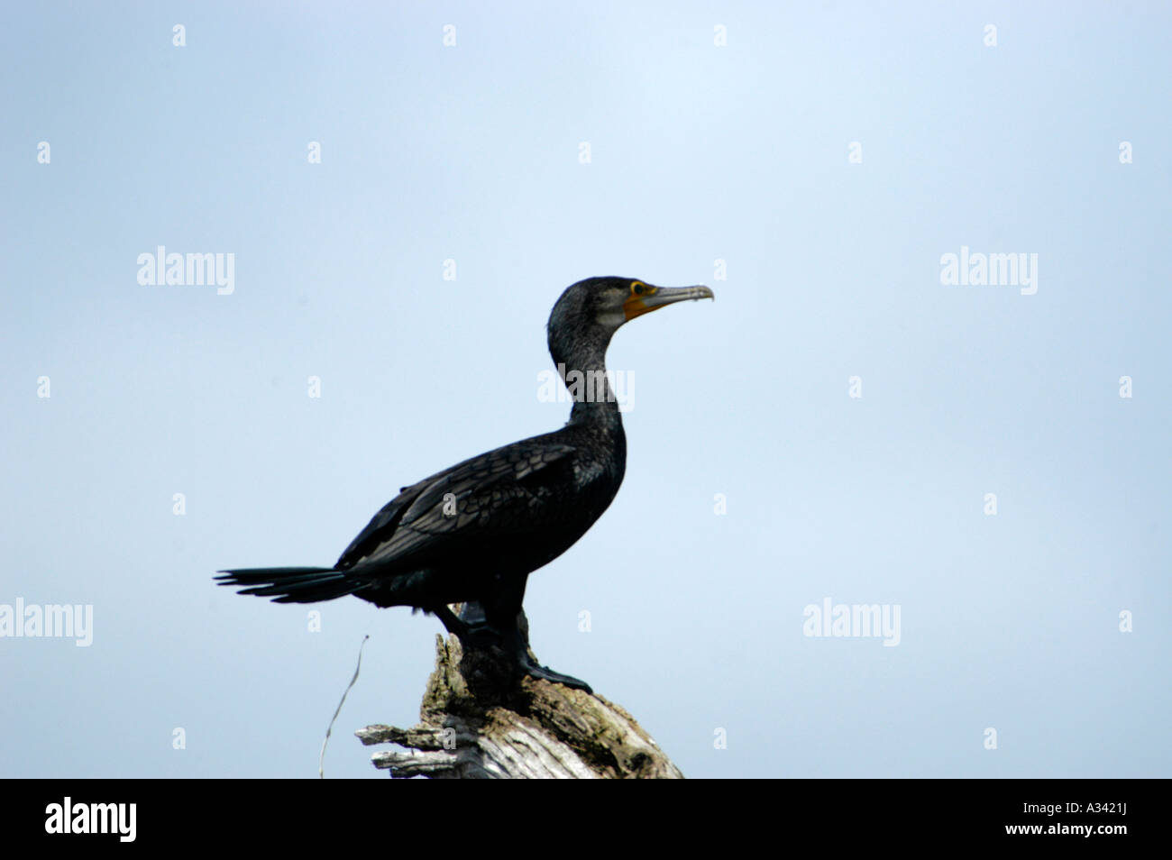 Grand cormoran aussi appelé BAISE INDIEN Réserve de tigres de PERIYAR THEKKADY Banque D'Images