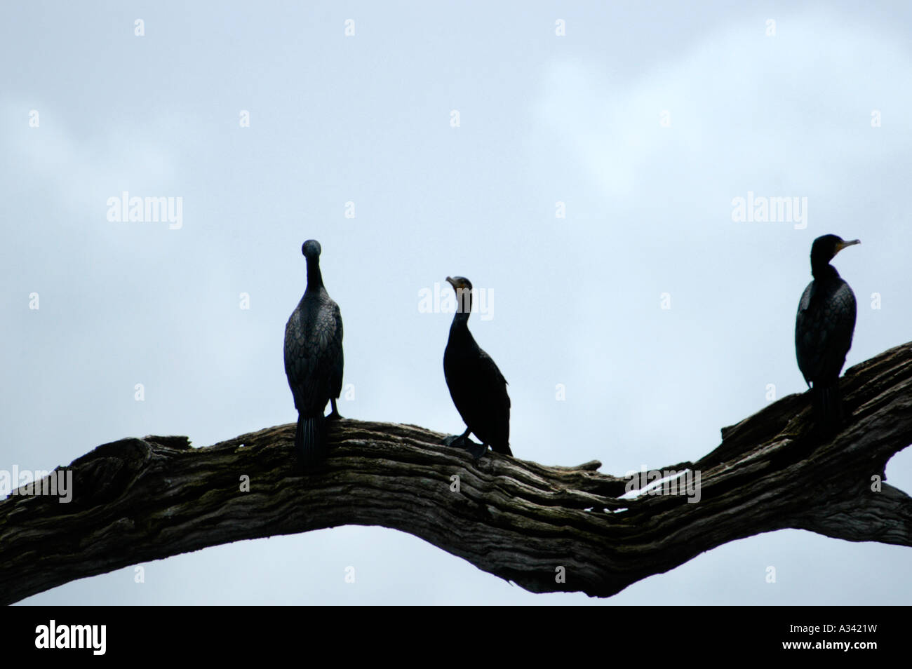 Grand cormoran aussi appelé BAISE INDIEN Réserve de tigres de PERIYAR THEKKADY Banque D'Images