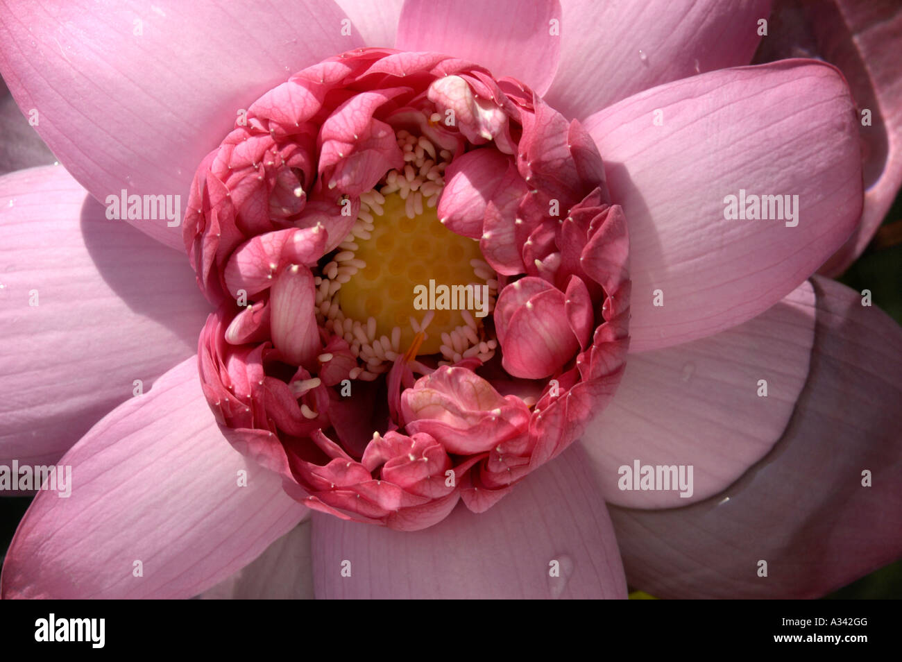 FLEUR DE LOTUS Banque D'Images