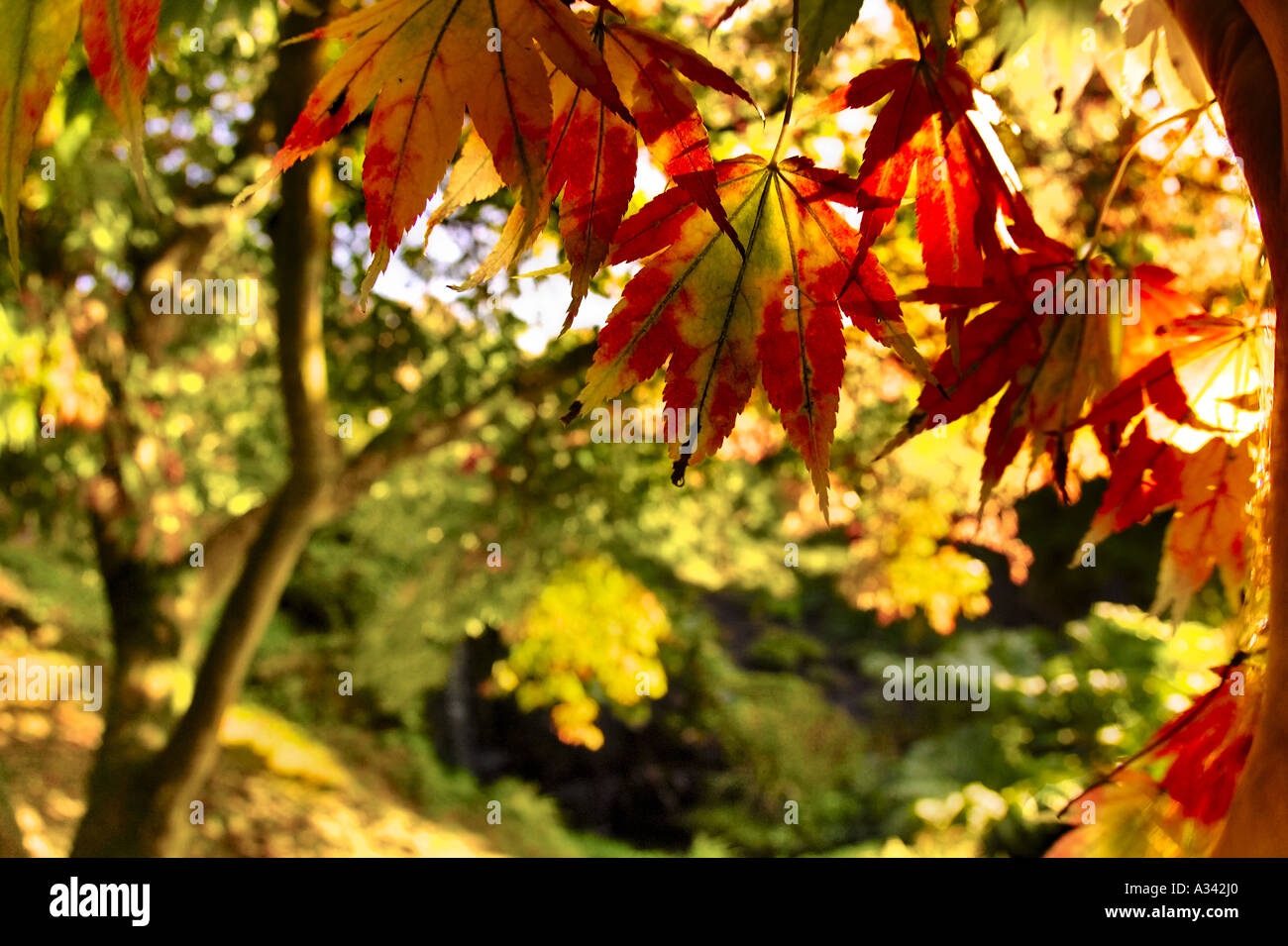 Feuilles d'automne sur un arbre à Wakehurst Place Sussex England Royaume-Uni Banque D'Images