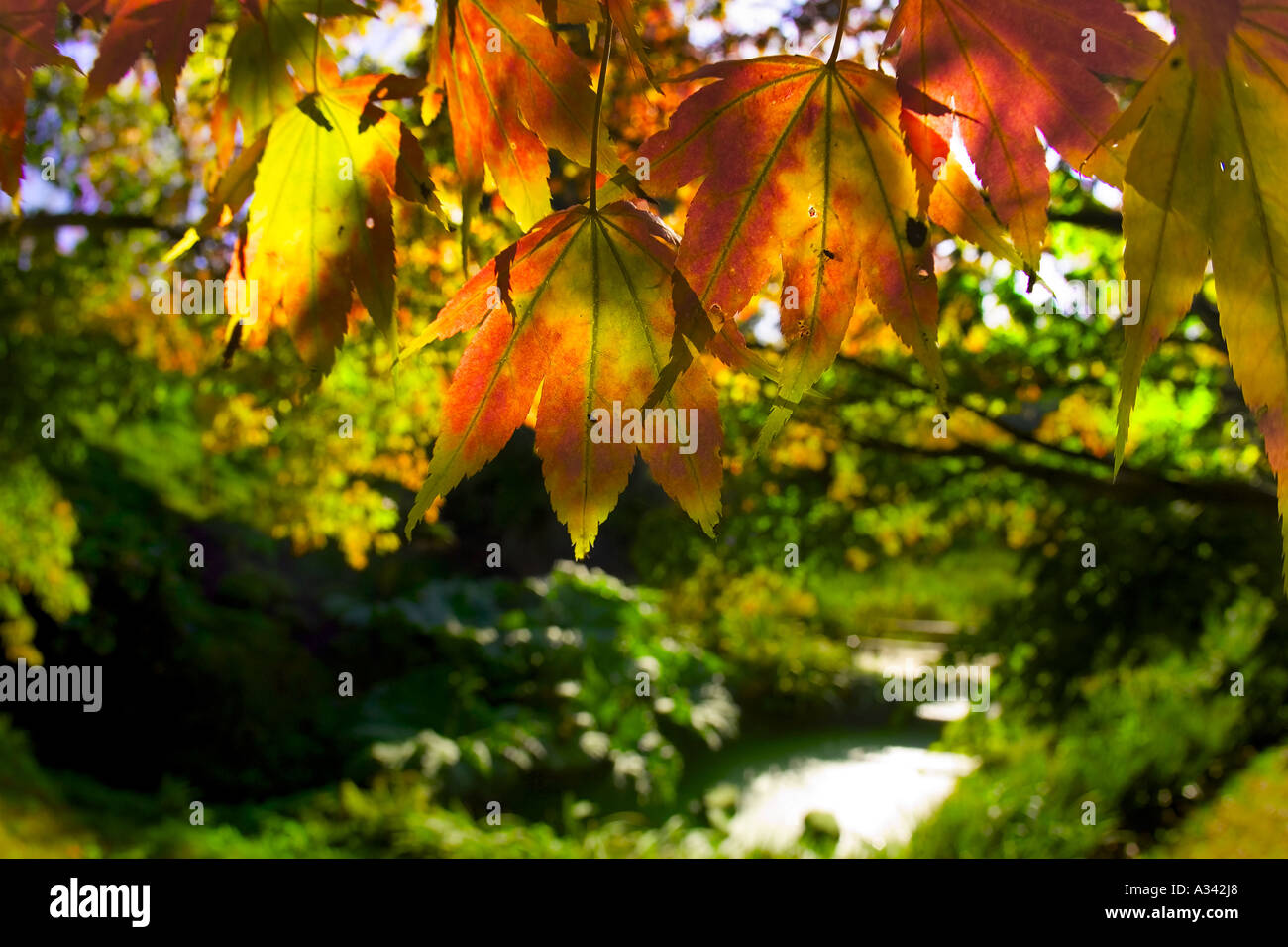 Feuilles d'automne sur un arbre à Wakehurst Place Sussex England Royaume-Uni Banque D'Images