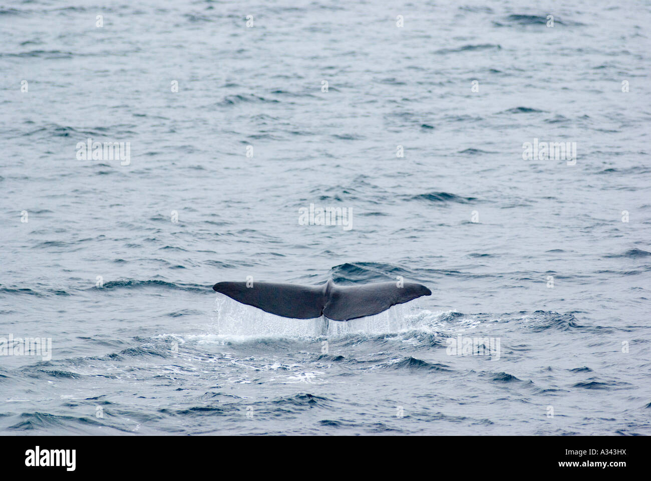 Un cachalot plonge pour se nourrir dans la mer de Cortez, Baja California, Mexique Banque D'Images