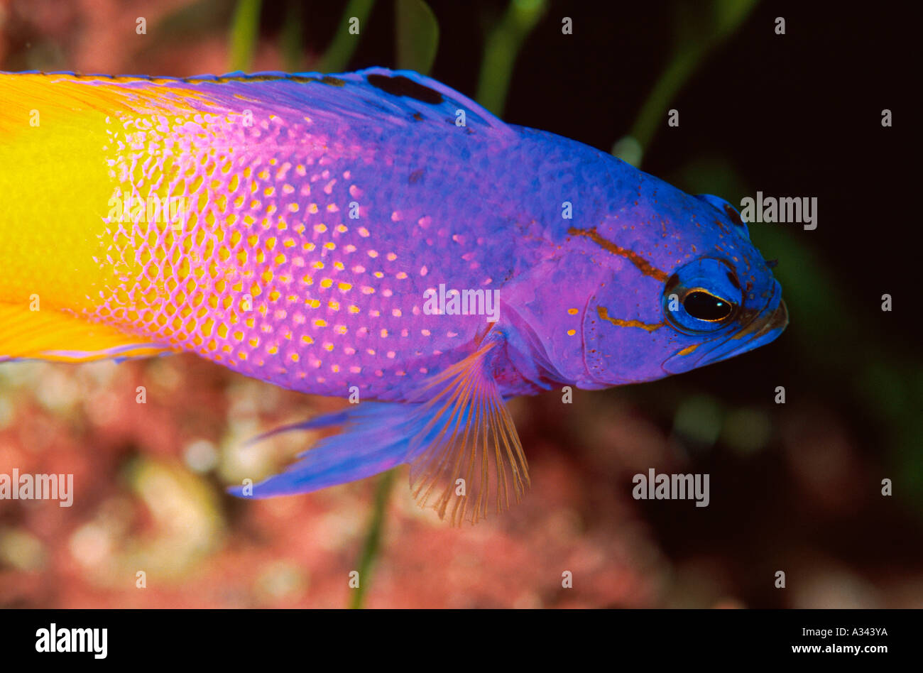 Fairy basslet Gramma loreto Aquarium Banque D'Images