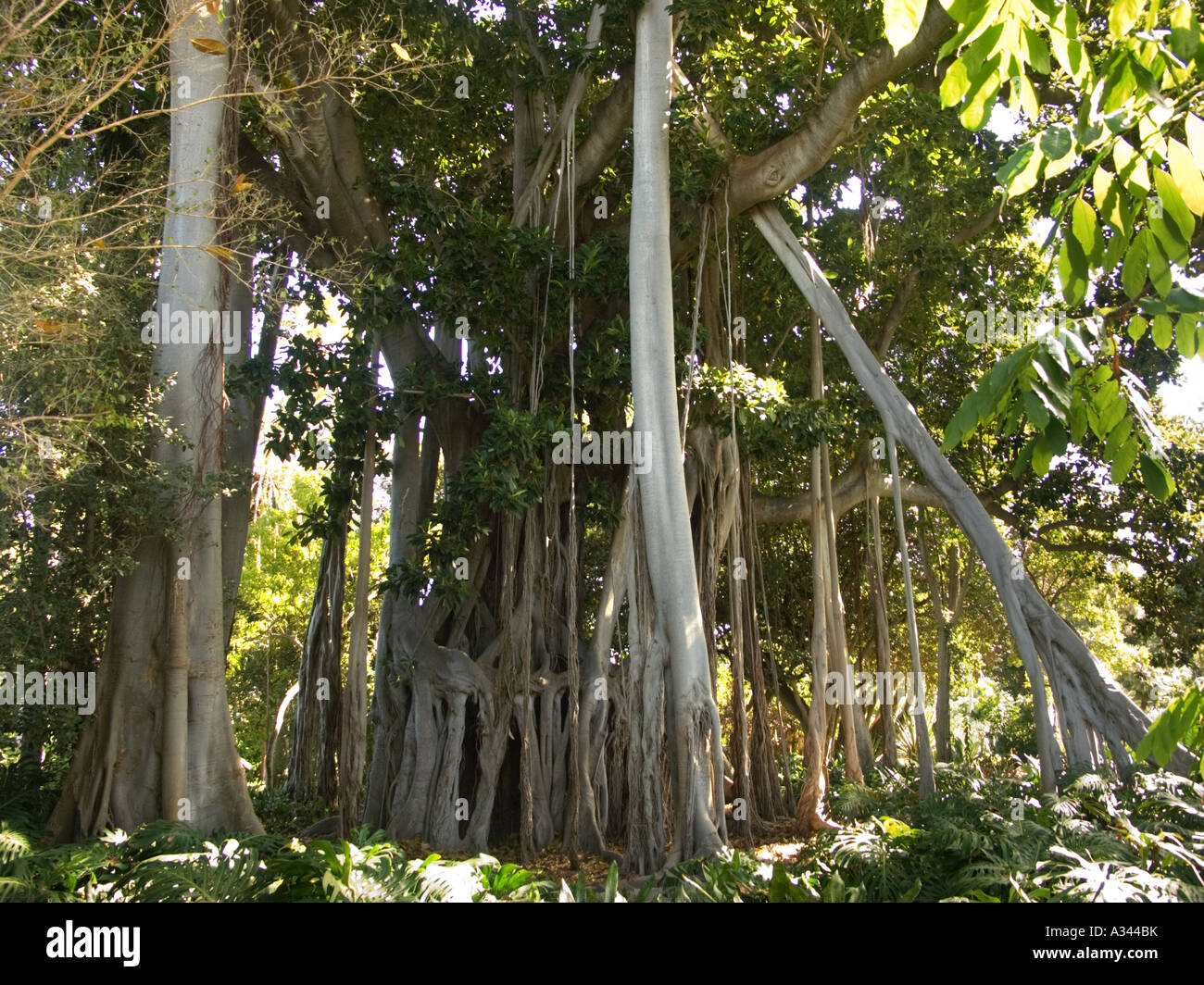 Coussapoa Dealbata également connu comme arbre à caoutchouc, Ficus Macrophylla Banque D'Images