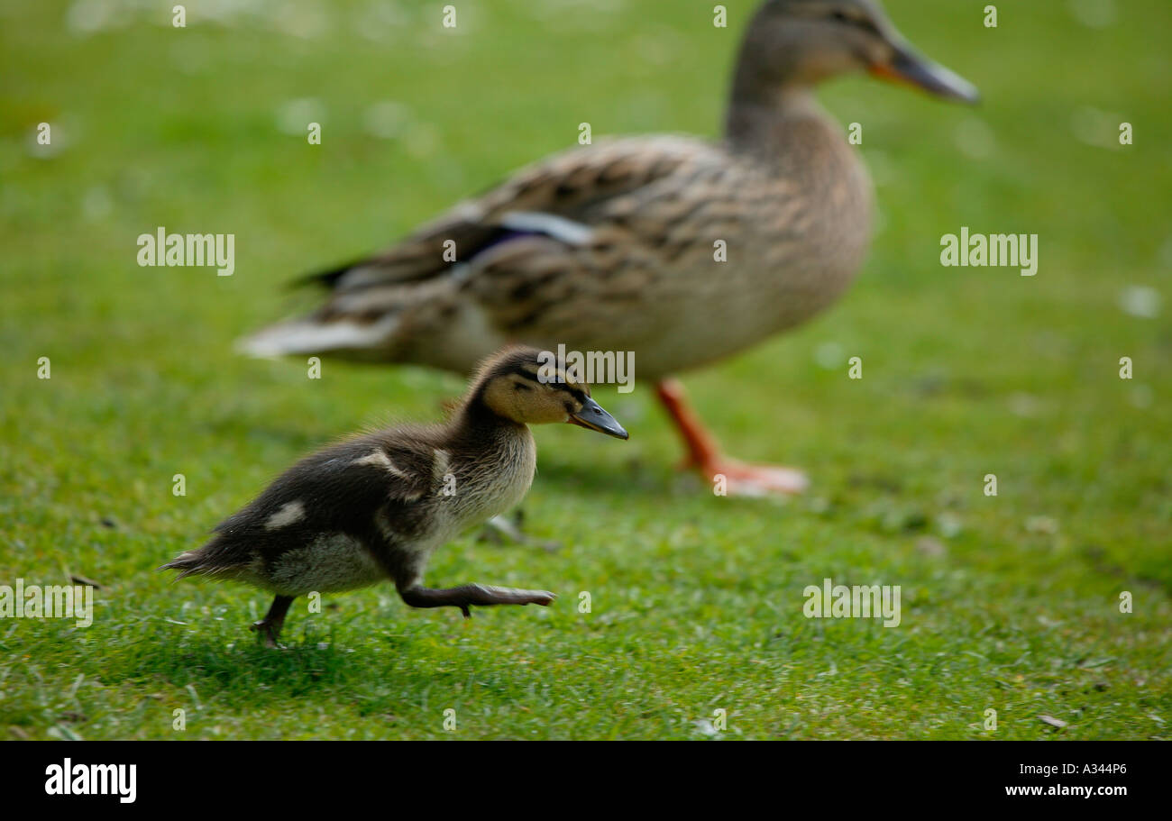 Le Canard colvert (Anas platyrhynchos) petit canard avec Mère Édimbourg, Écosse Banque D'Images