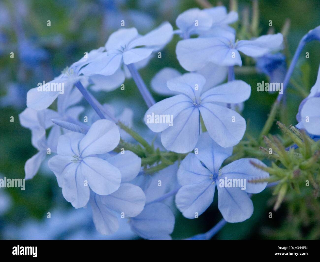 Close up de la fleur Plumbago capensis, chef de Puerto de la Cruz, Tenerife Banque D'Images