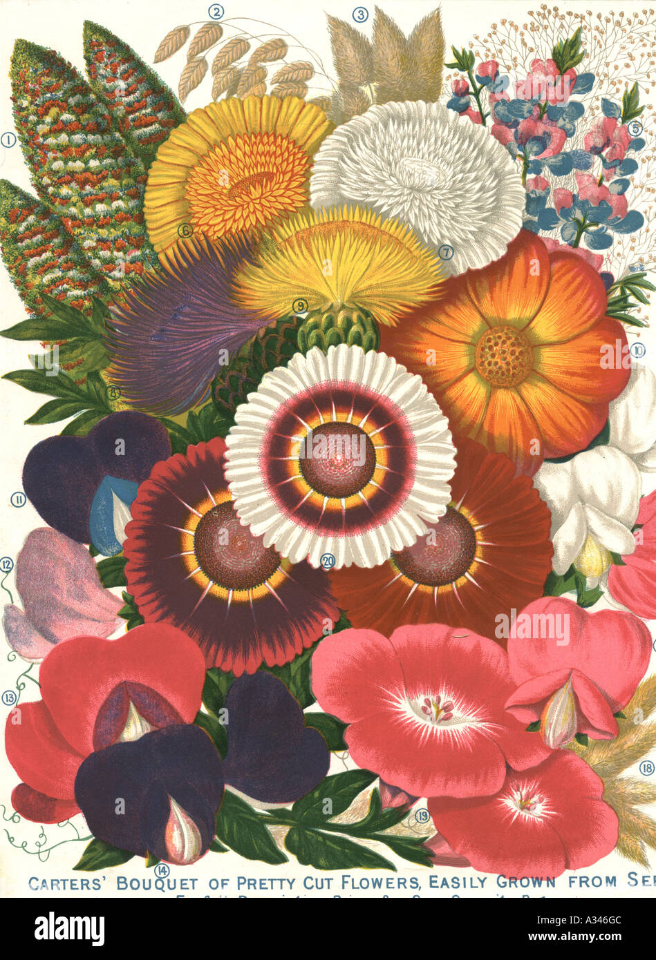 Stackers' Bouquet de jolies fleurs coupées, facilement cultivées à partir de graines 1893 Banque D'Images