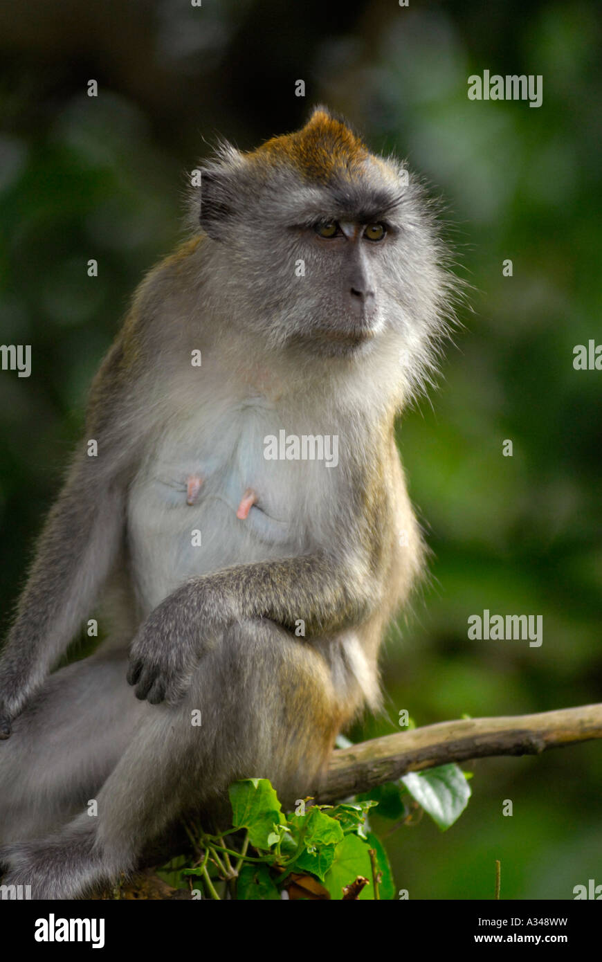 Un crabe sauvage singe macaque manger, Kuala Lumpur, Malaisie Banque D'Images