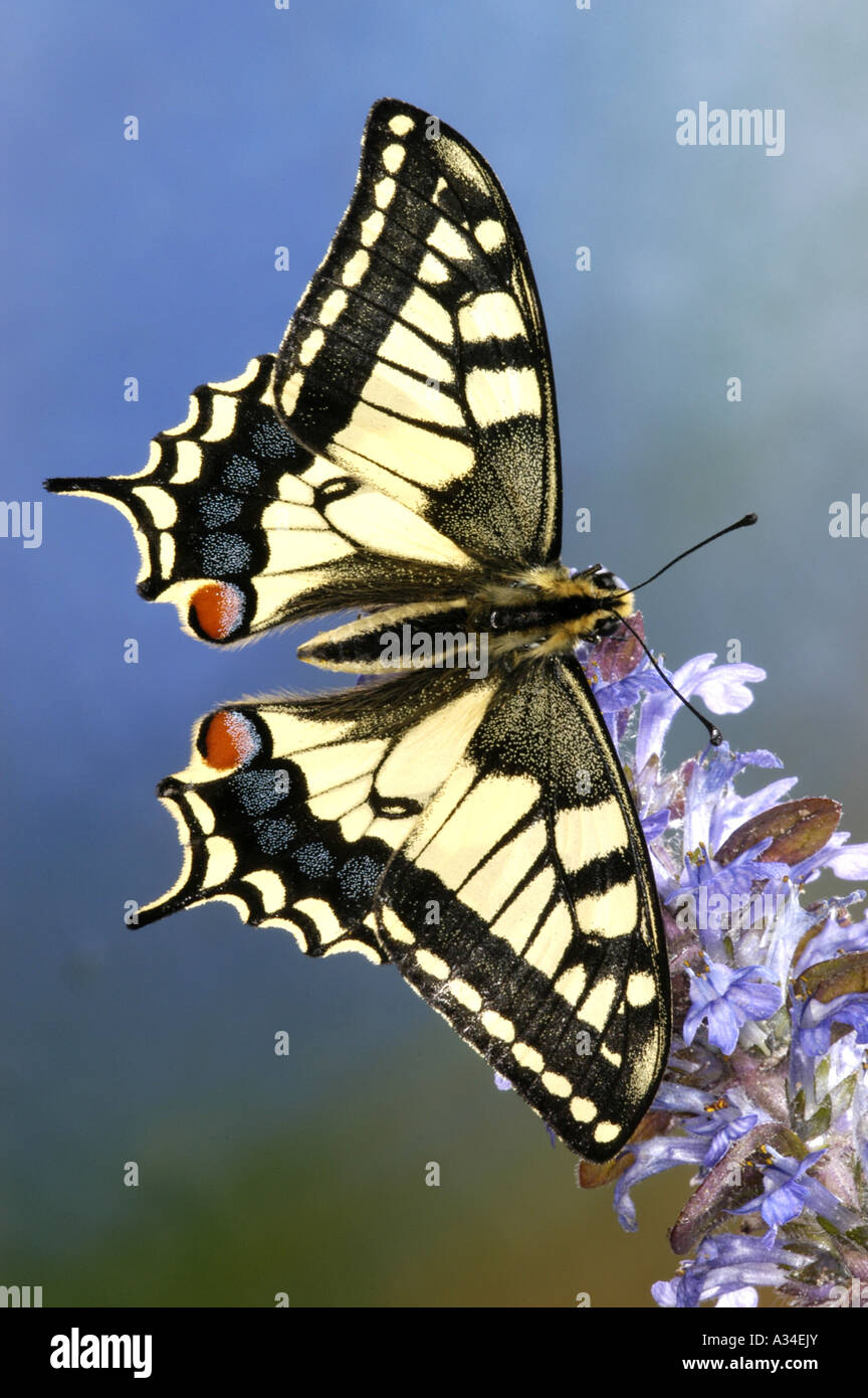 Papilio machaon), imago assis sur une fleur Banque D'Images