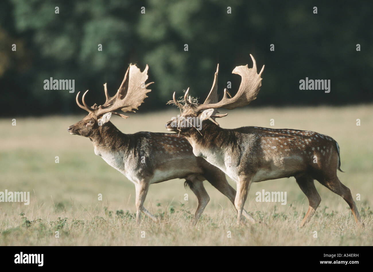 Le daim (Dama dama, Cervus dama), saison du rut, le Danemark, l'Jaegersborg Dyrehave Banque D'Images