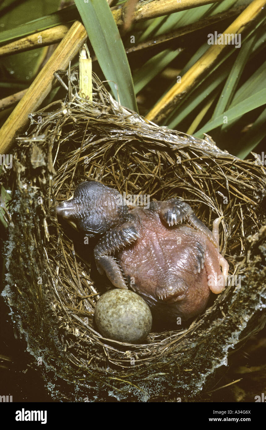 (Cuculus canorus cuckoo eurasien), éclos poussin dans nid de Reed Warbler, avec un oeuf de Reed Warbler Banque D'Images