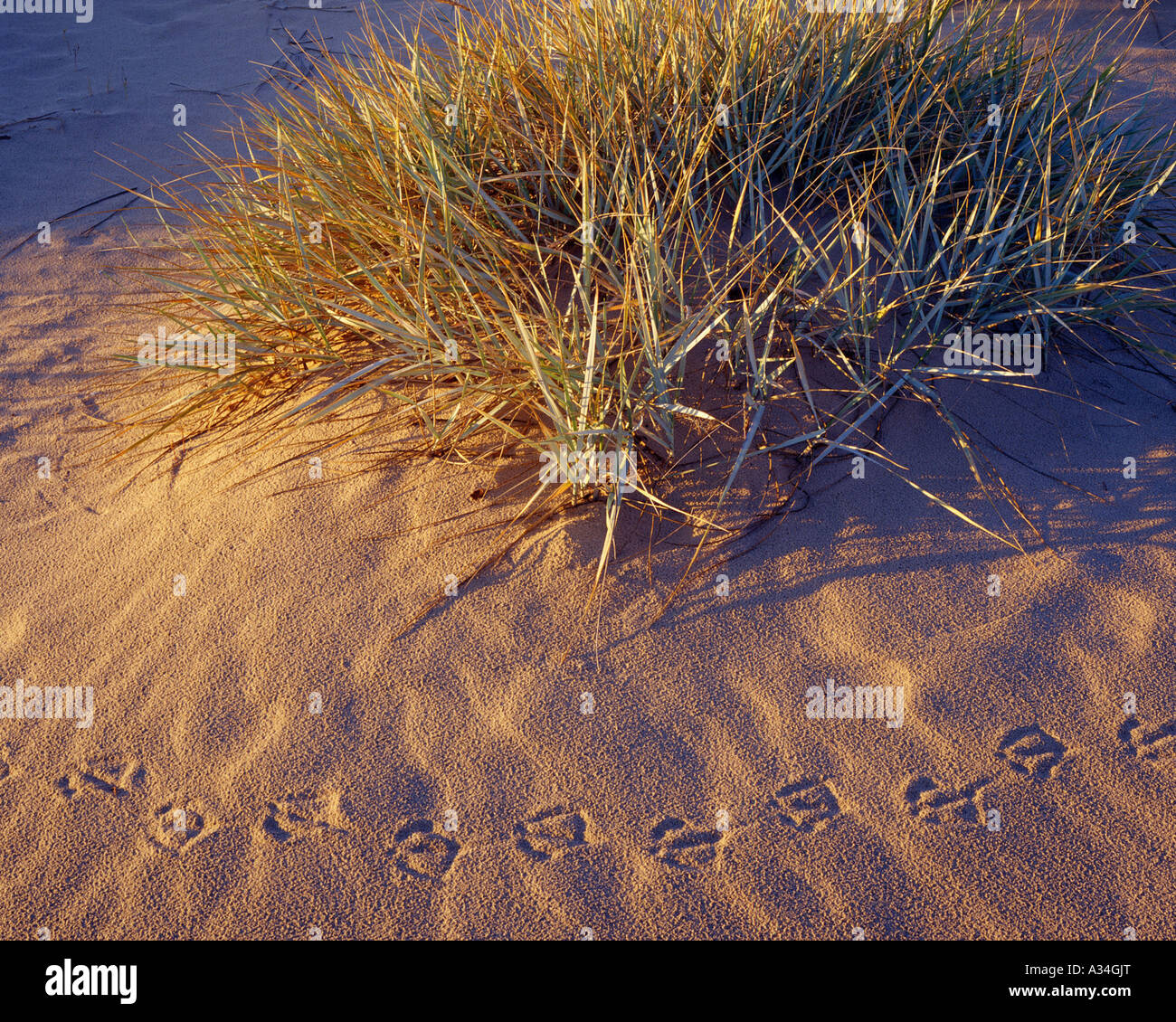 Pistes de goélands dans le sable et l'herbe de la rive Banque D'Images