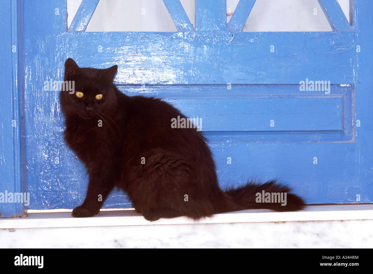 Chat domestique, le chat domestique (Felis silvestris catus. f), chat noir assis en face d'une porte bleue, Grèce, Corfou Banque D'Images